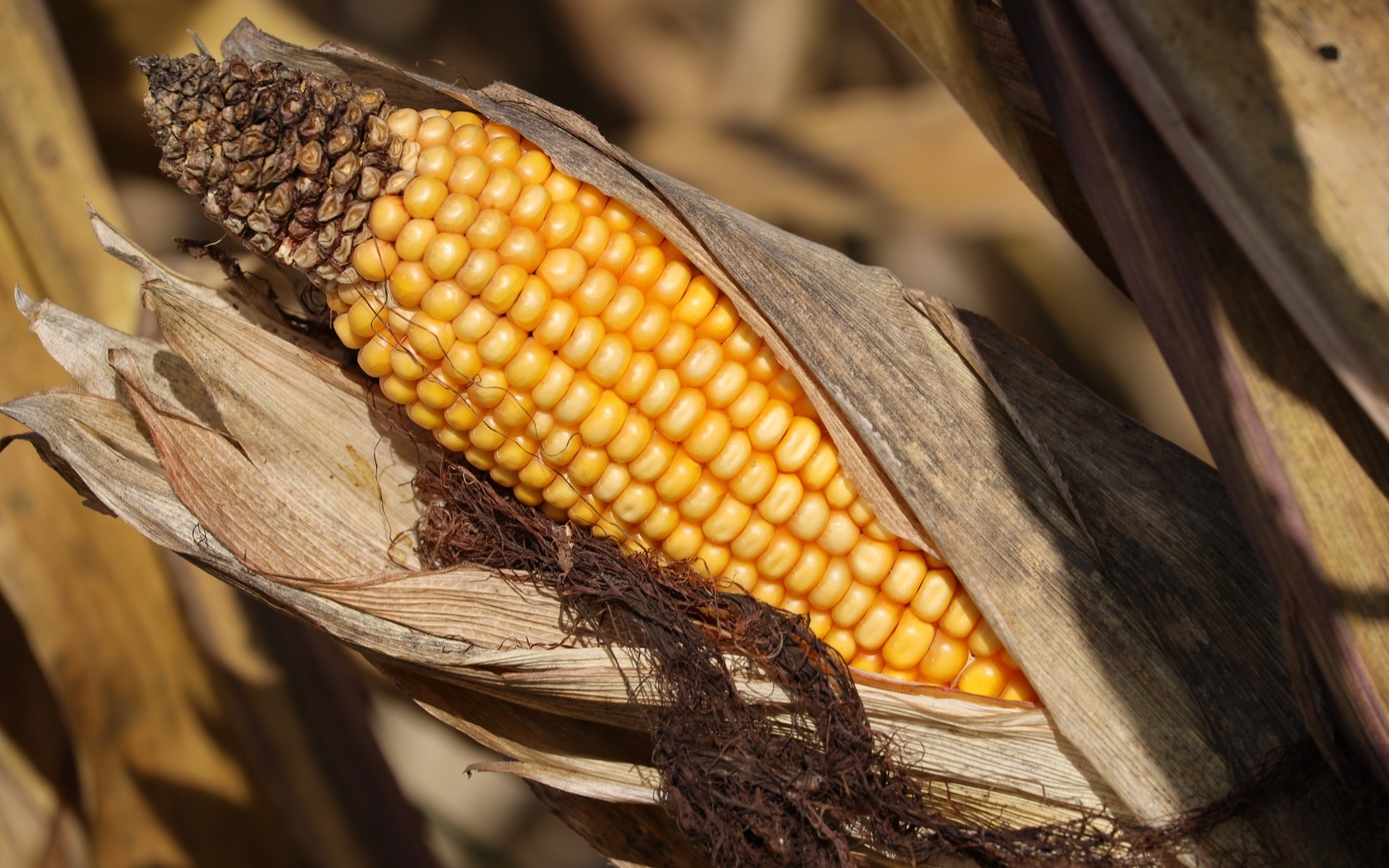 Початок кукурузы в листьях