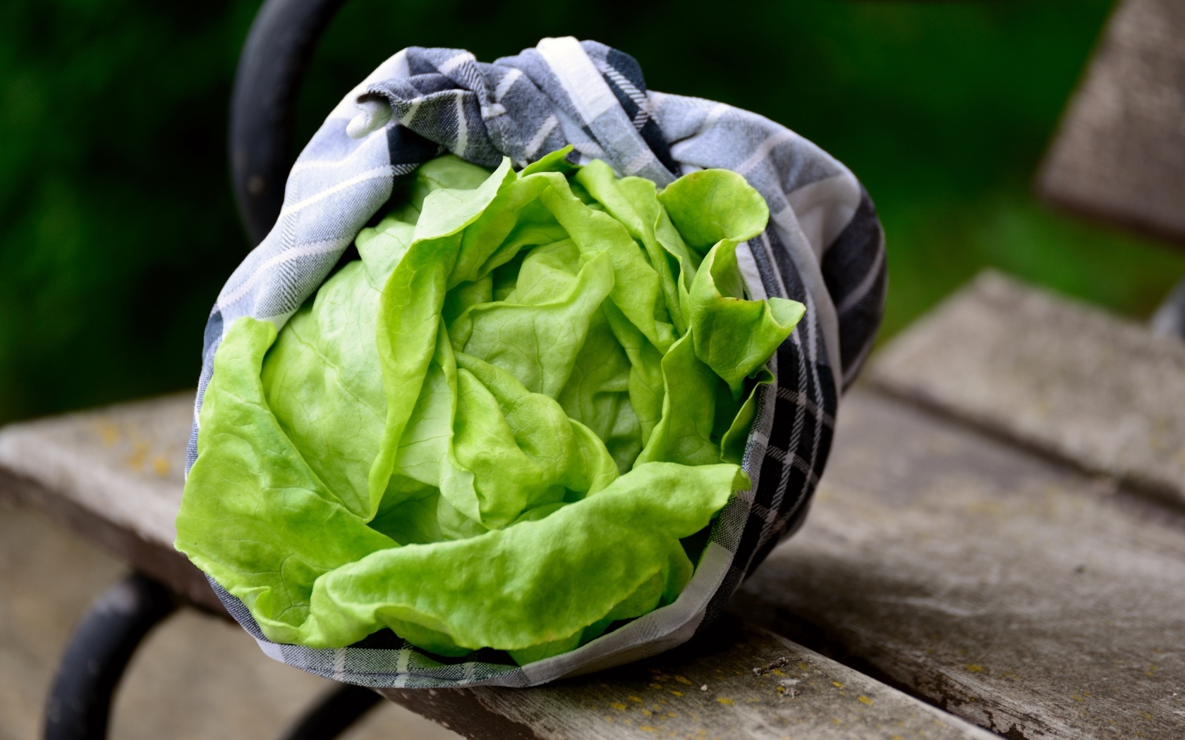 Зеленые листья салата крупным планом