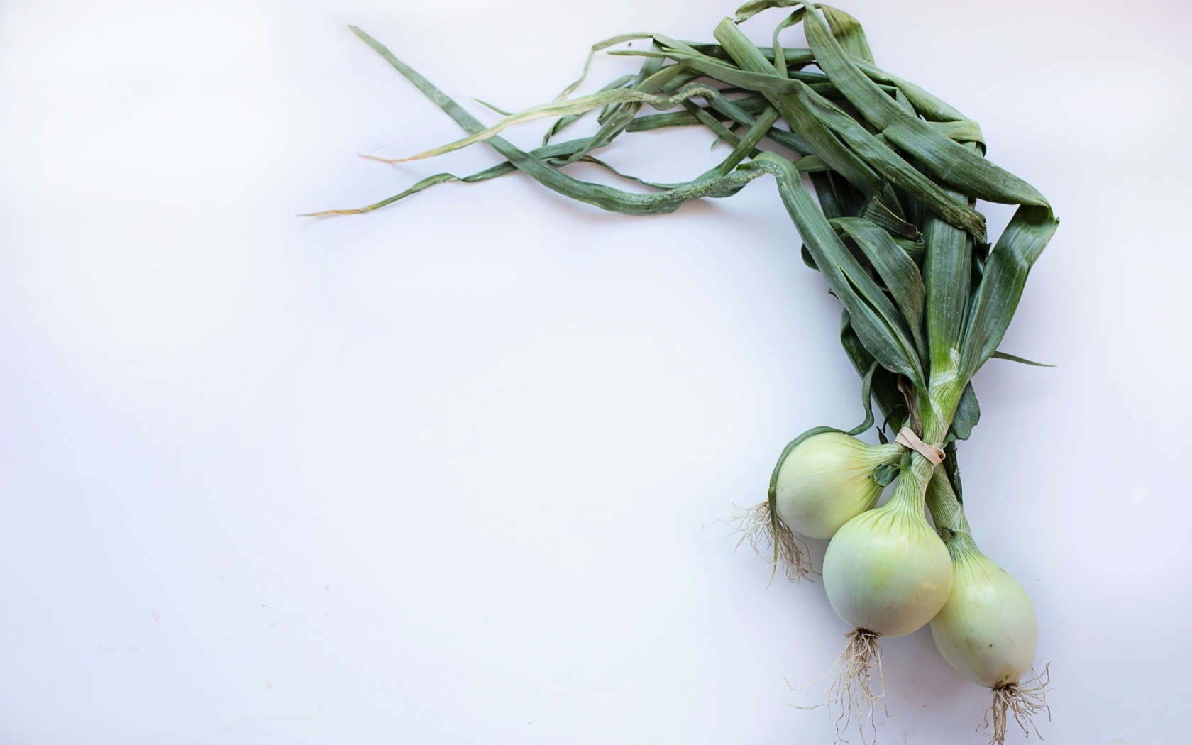 Зеленый лук на сером фоне