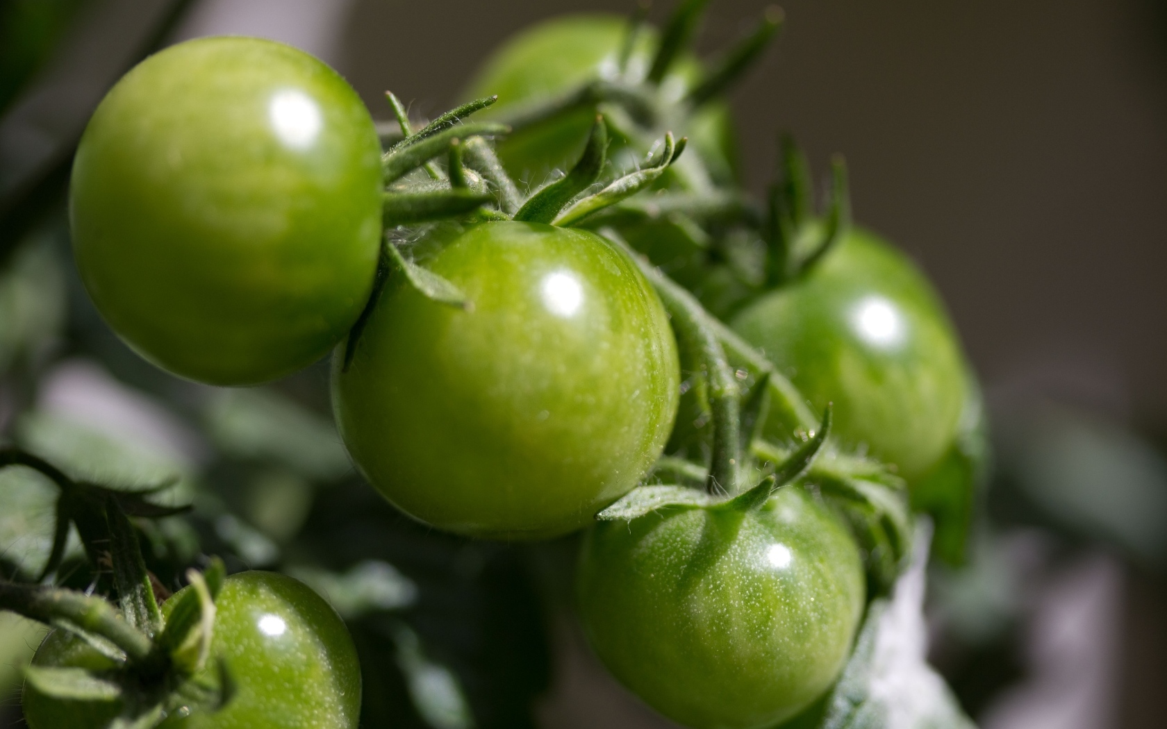 Зеленые помидоры на ветке