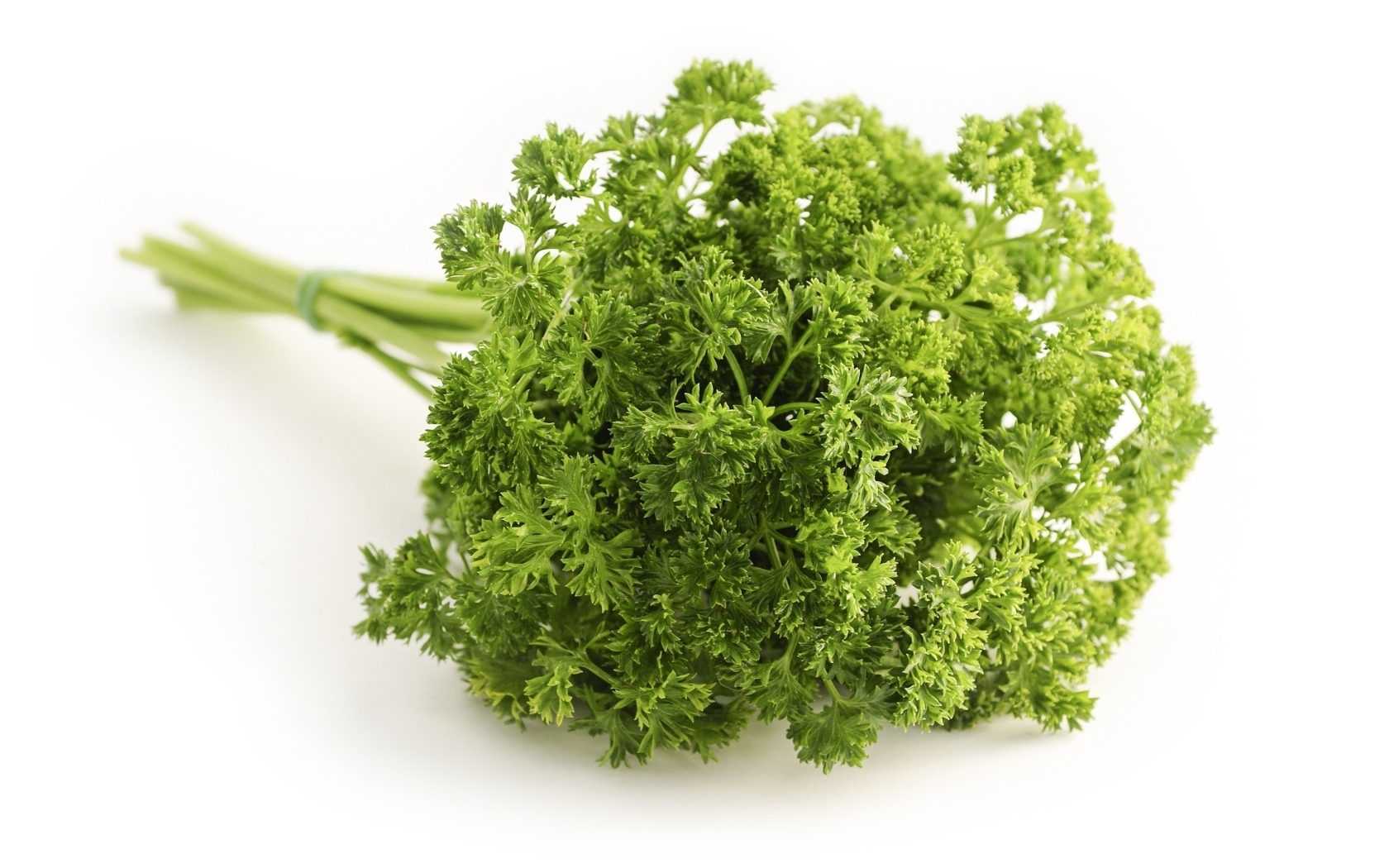 Зелень петрушки на белом фоне