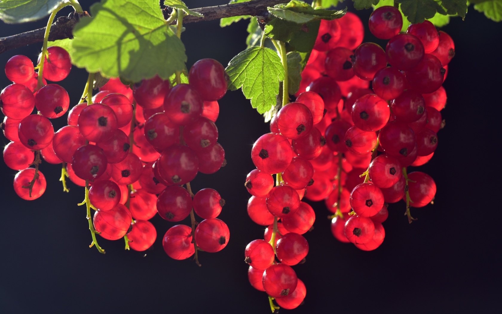 Гроздья красной смородины на ветке в лучах солнца