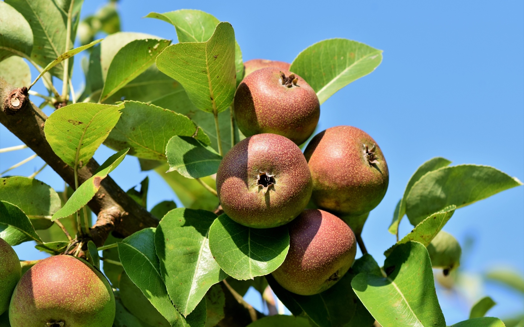 Недозрелые груши на ветке дерева
