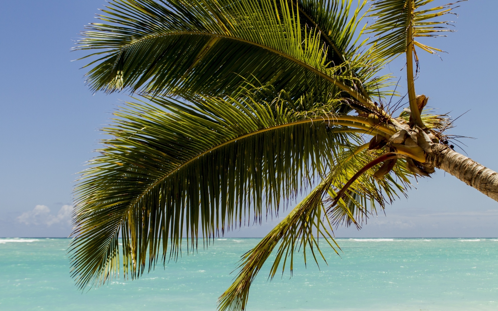 Большие зеленые листья пальмы у океана