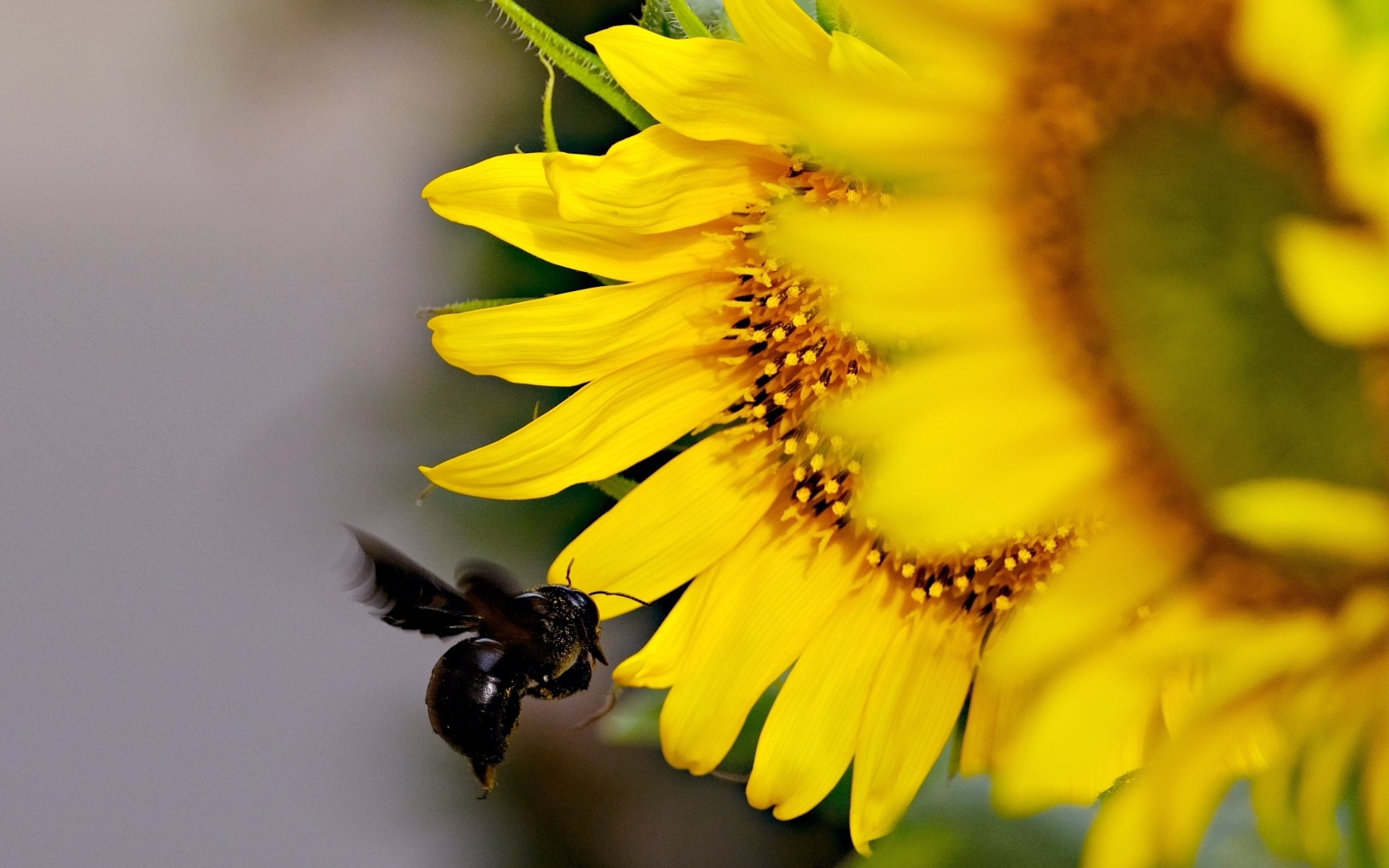 Пчела летит к желтым цветам подсолнуха