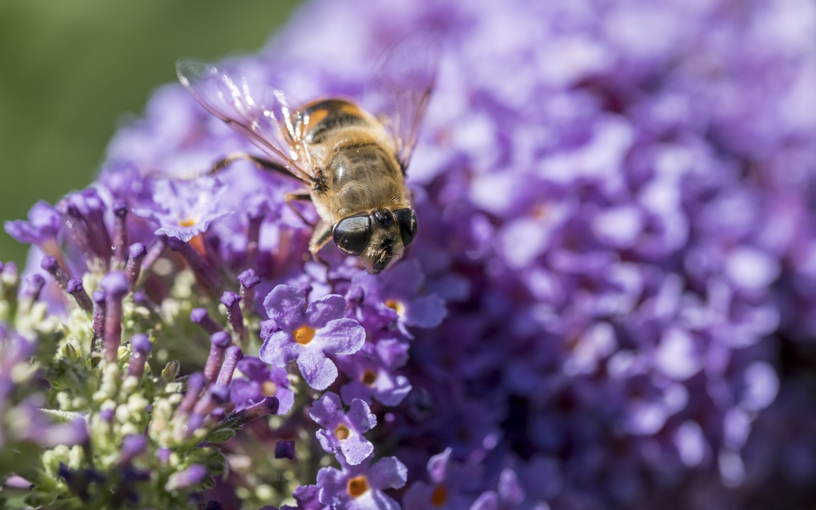 Пчела сидит на цветах сирени