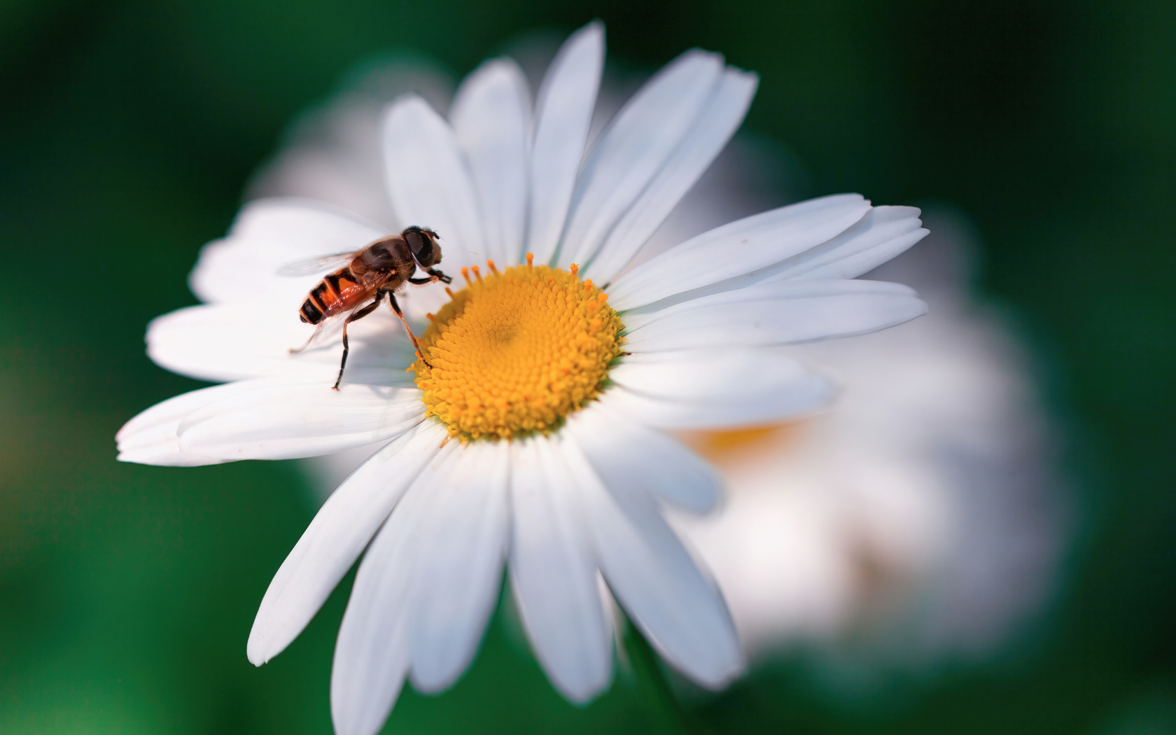Муха сидит на белом цветке ромашки