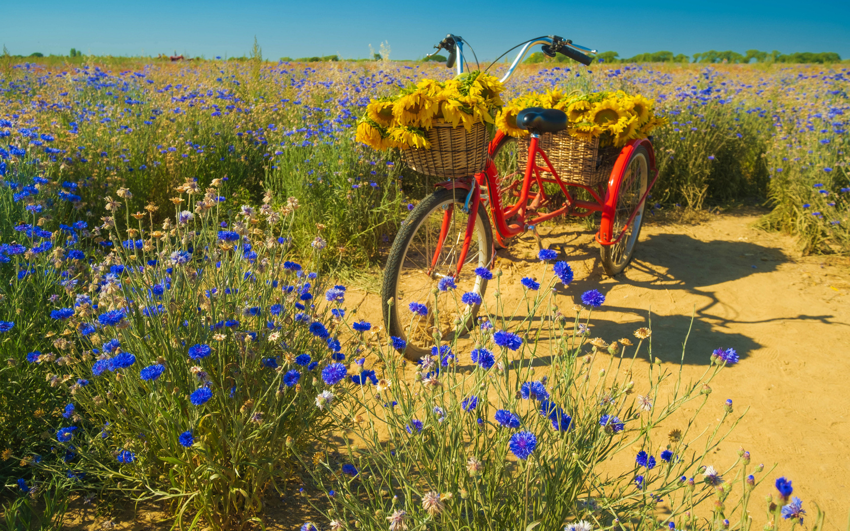 Красный велосипед стоит на поле с синими васильками