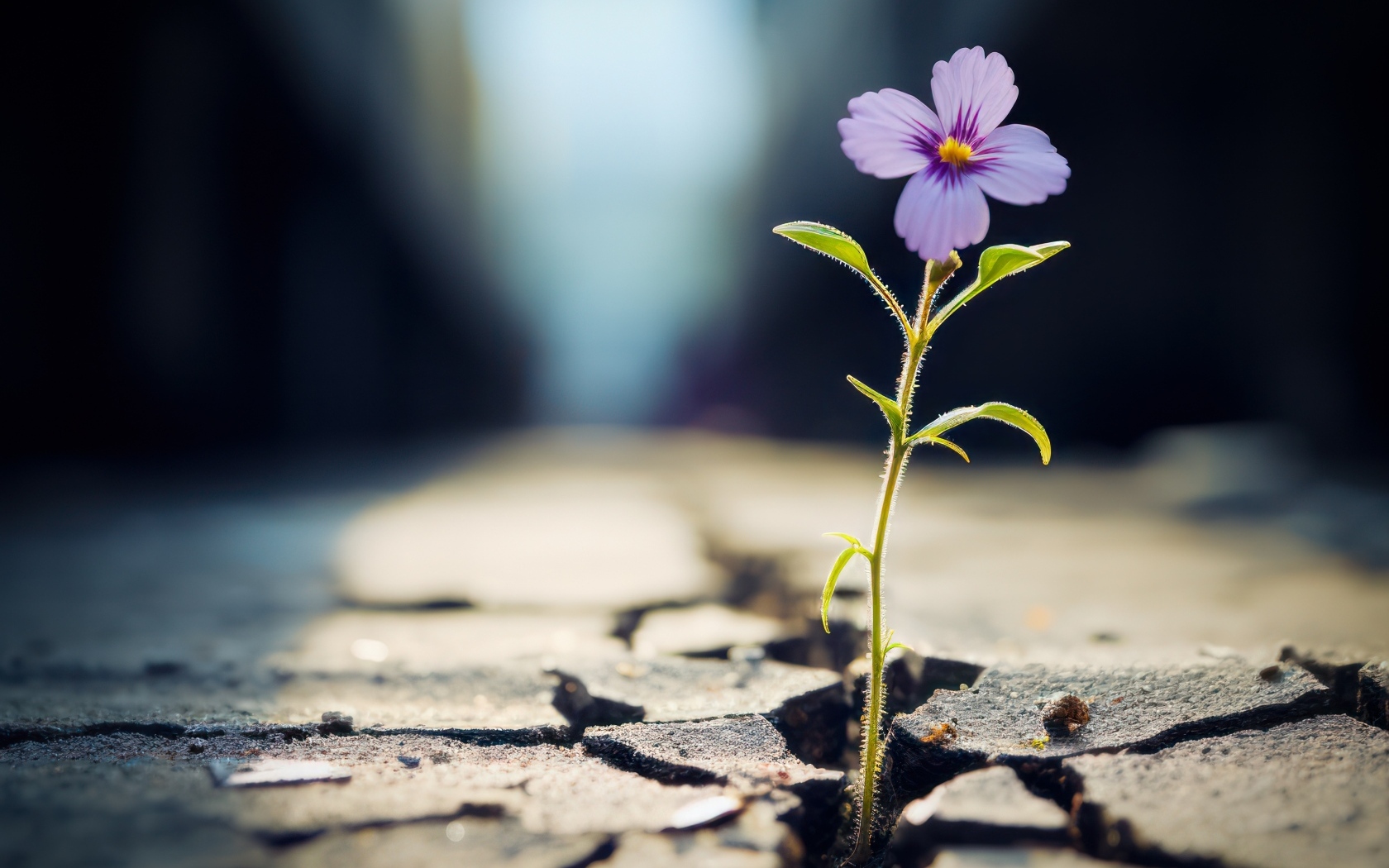 Маленький сиреневый цветок пробивается из сухой земли