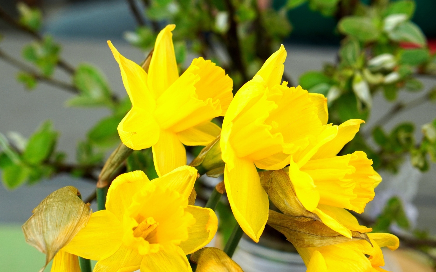 Красивый букет желтых нарциссов