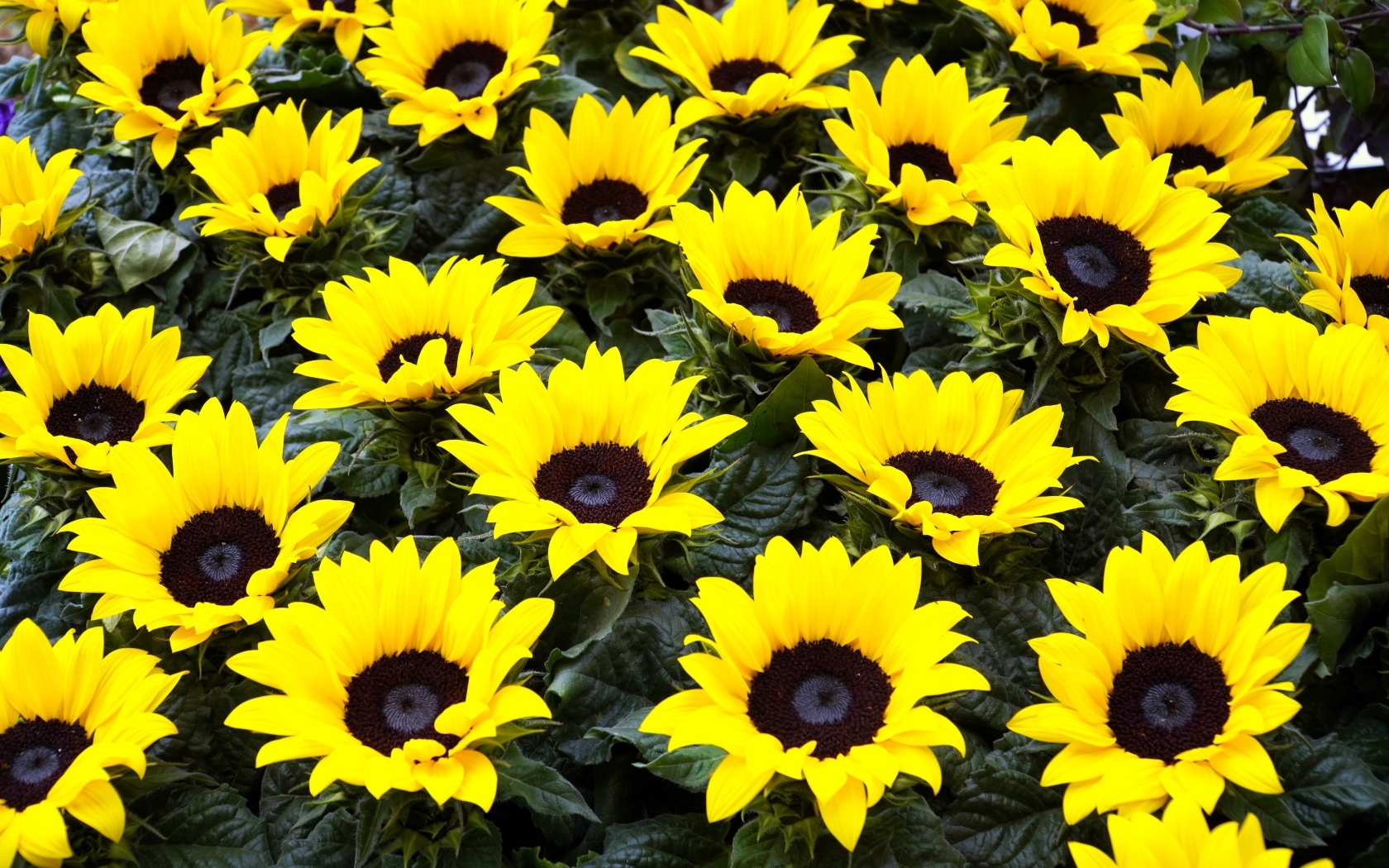 Красивые декоративные цветы подсолнухи