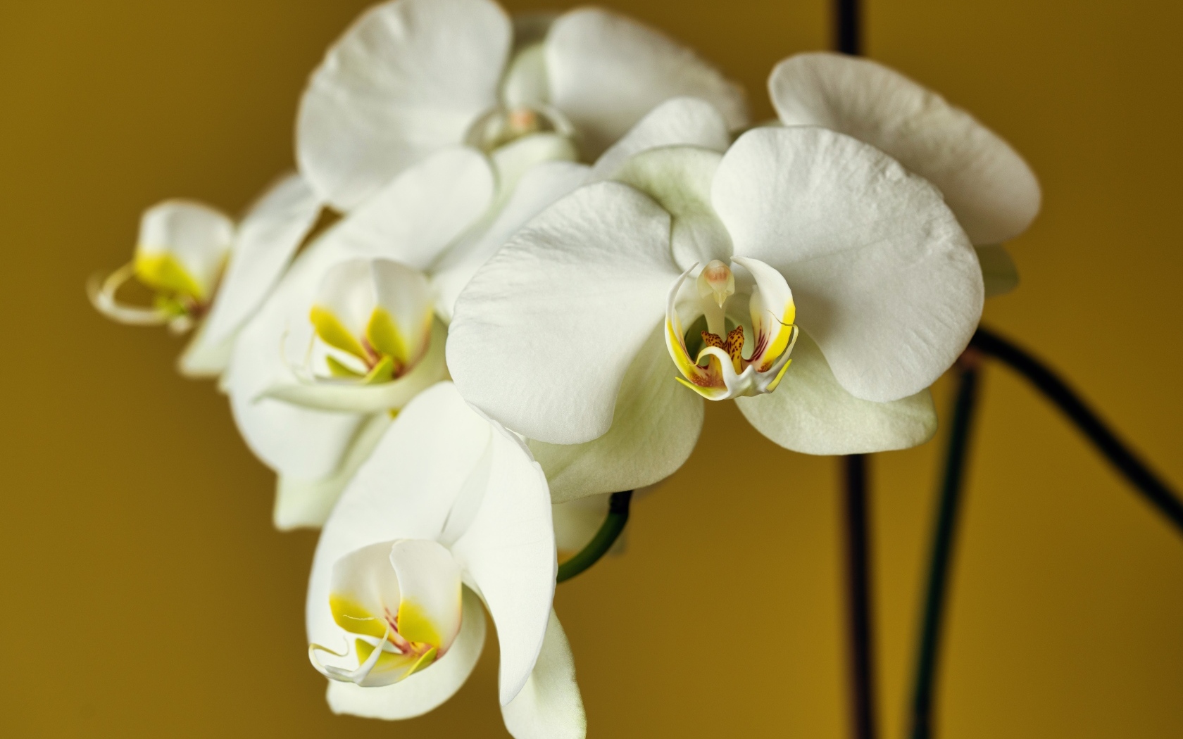 Красивый нежный цветок орхидеи крупным планом