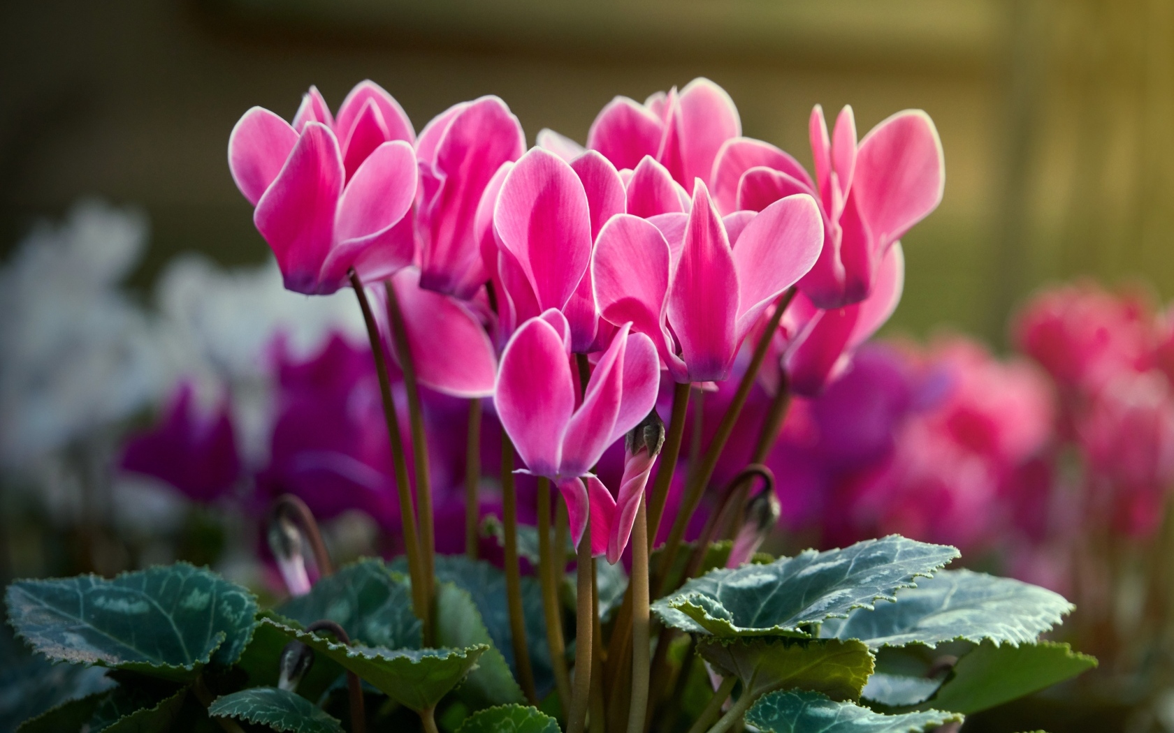 Красивые нежные розовые цветы цикламен