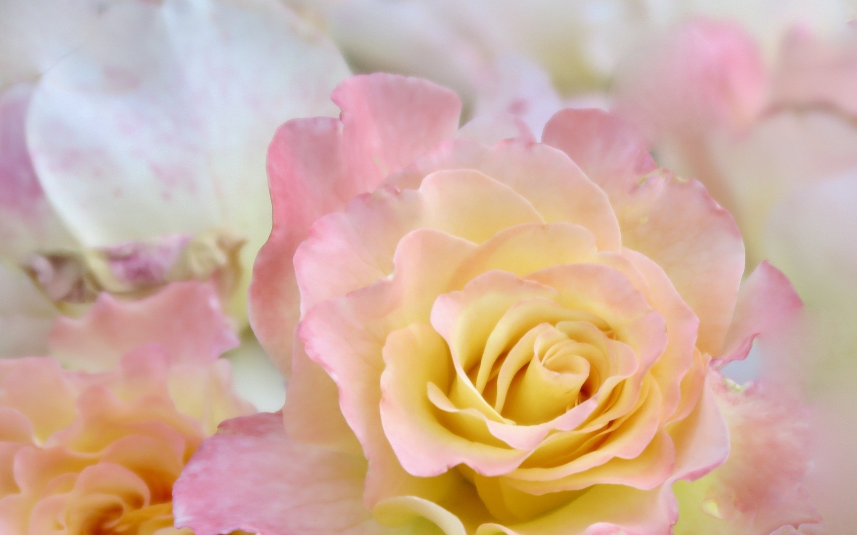 Красивая нежная розовая роза