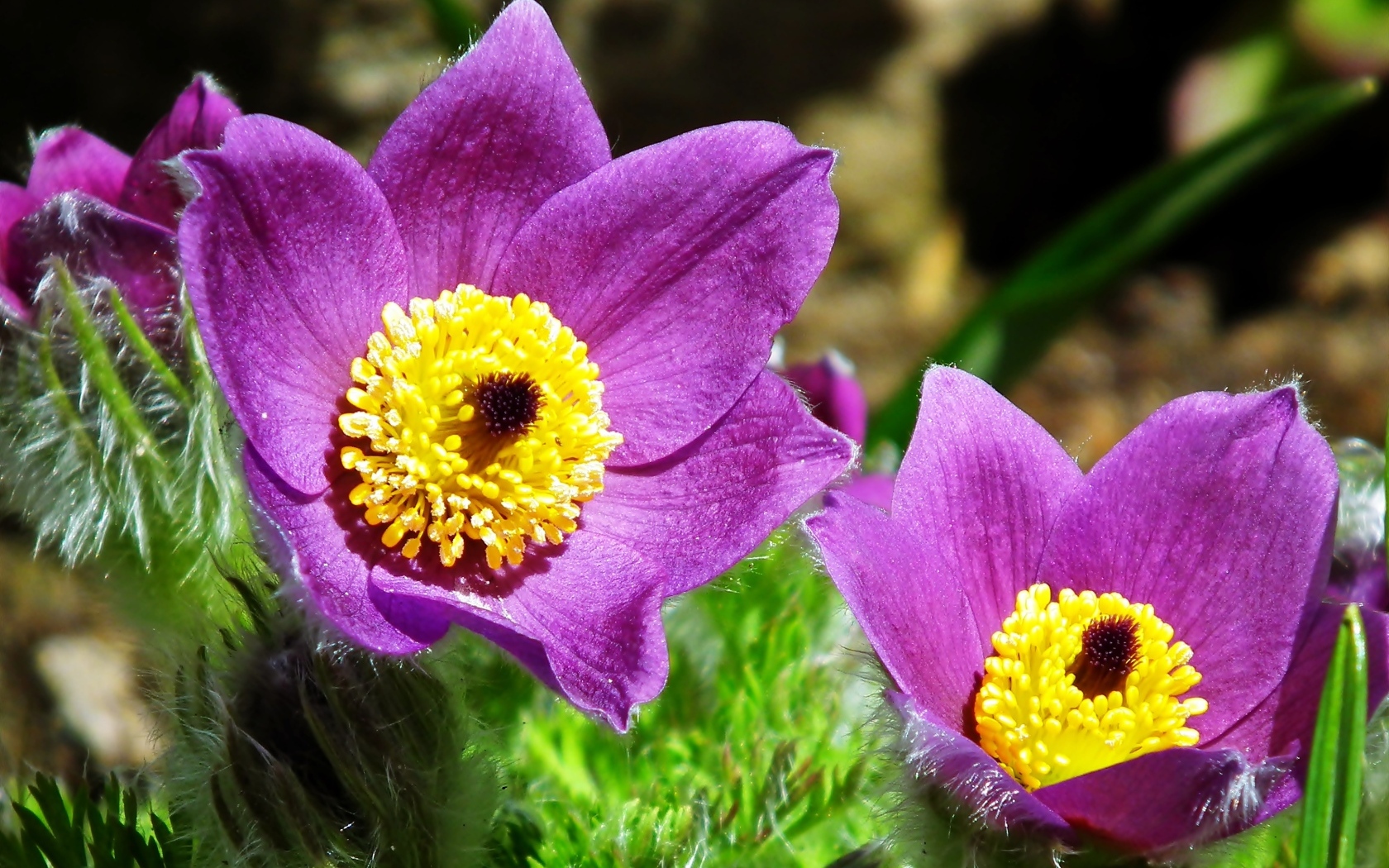 Красивые цветы прострел крупным планом