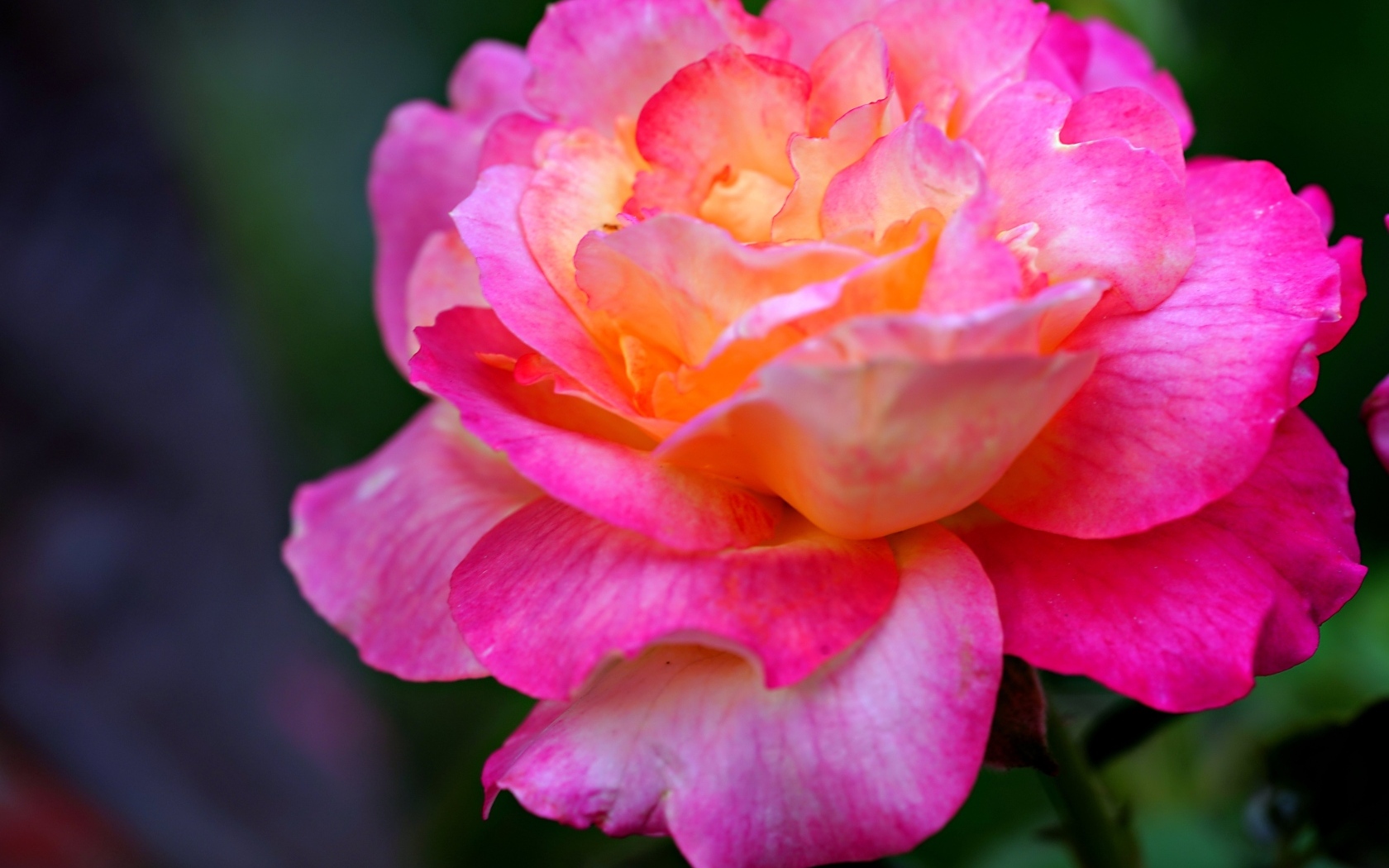 Красивая крупная розовая роза