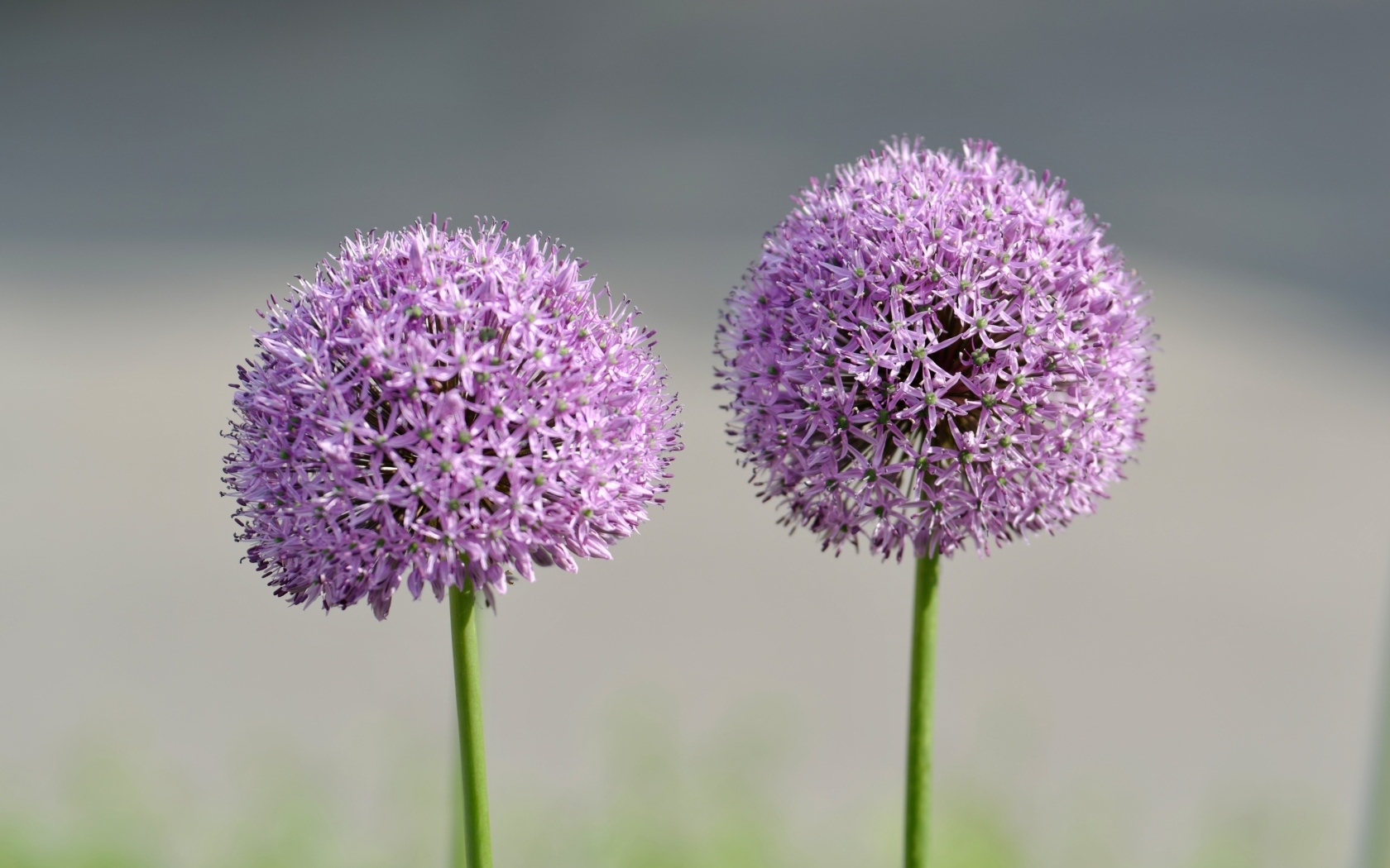 Красивые сиреневые шарики цветка Аллиум