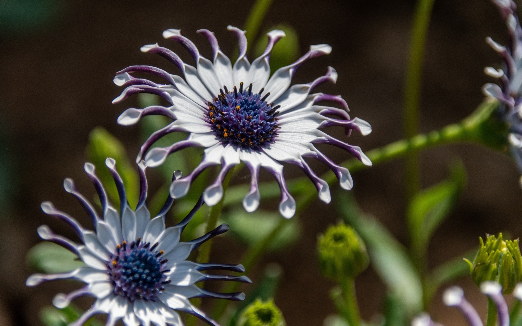 Красивые сиреневые цветы остеоспермум