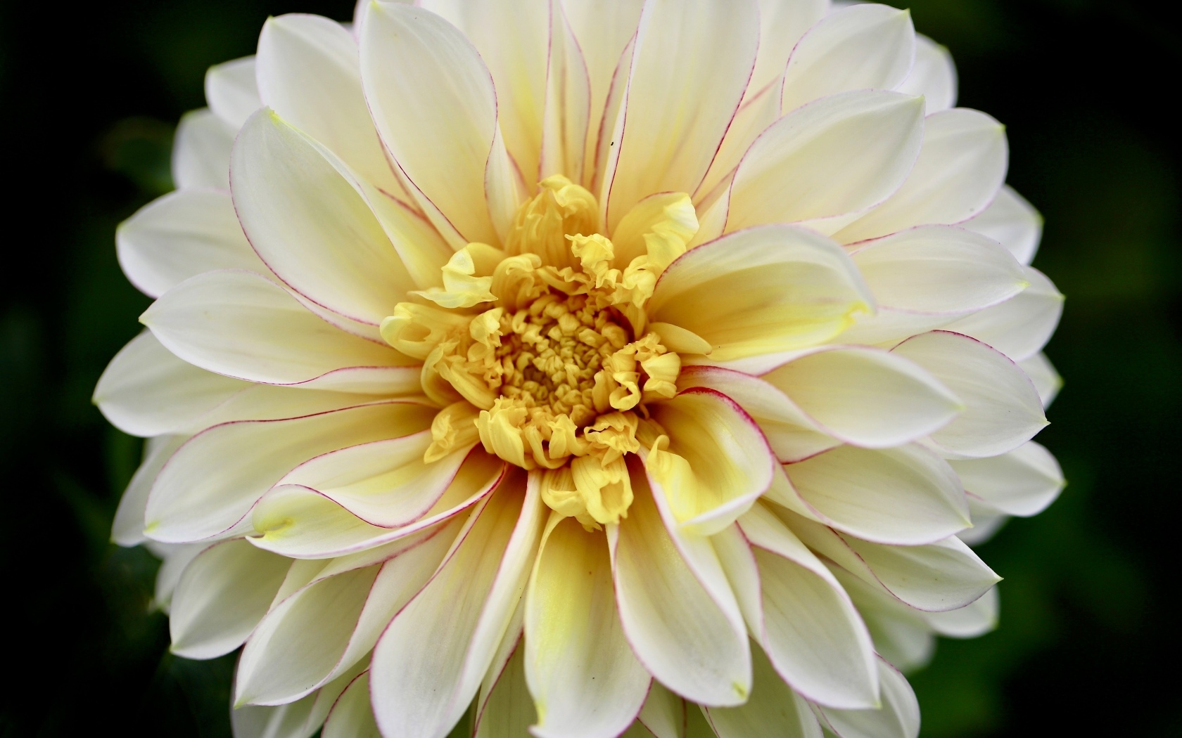 Красивый пышный цветок георгина крупным планом