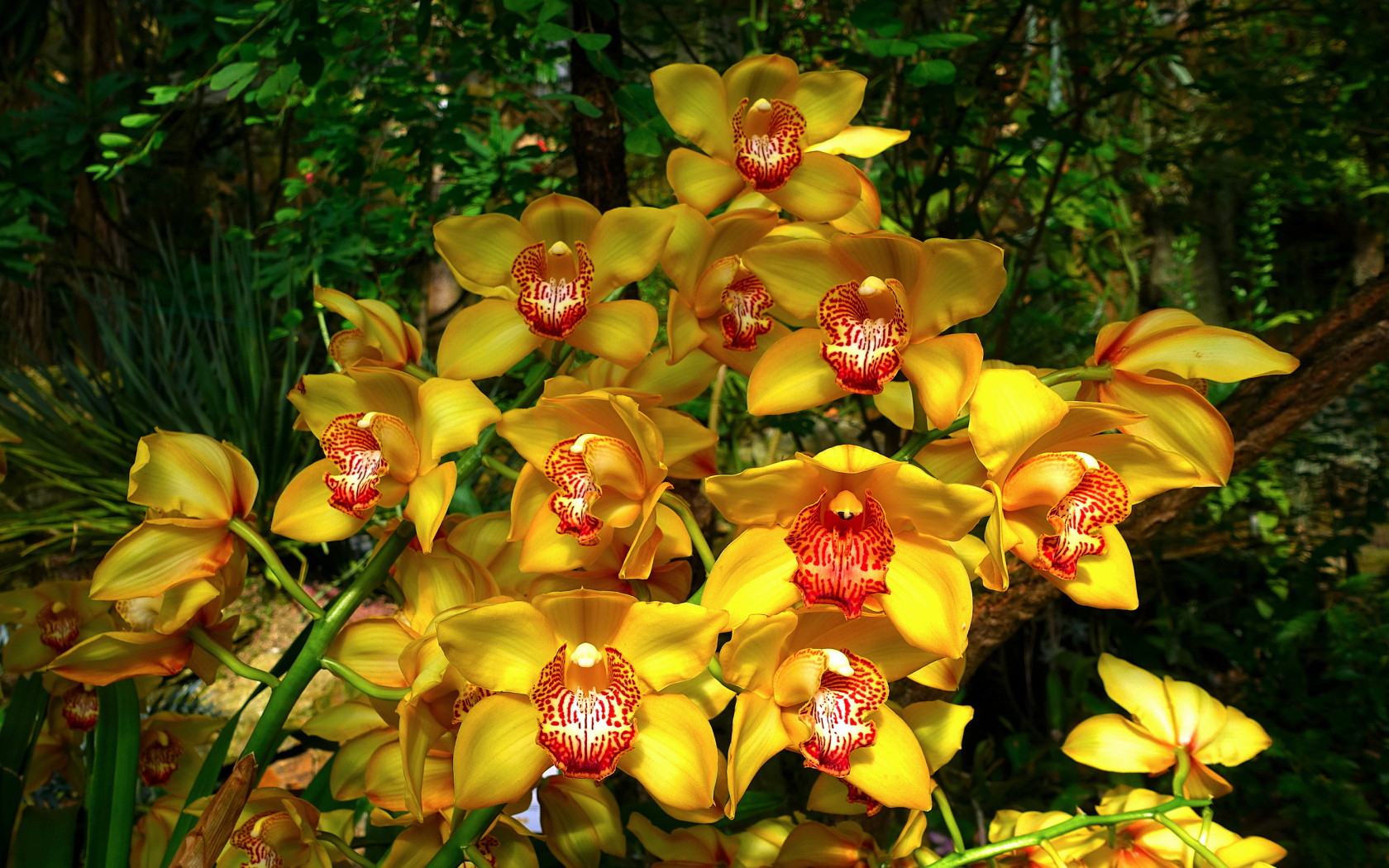 Красивые оранжевые цветы орхидеи в лесу