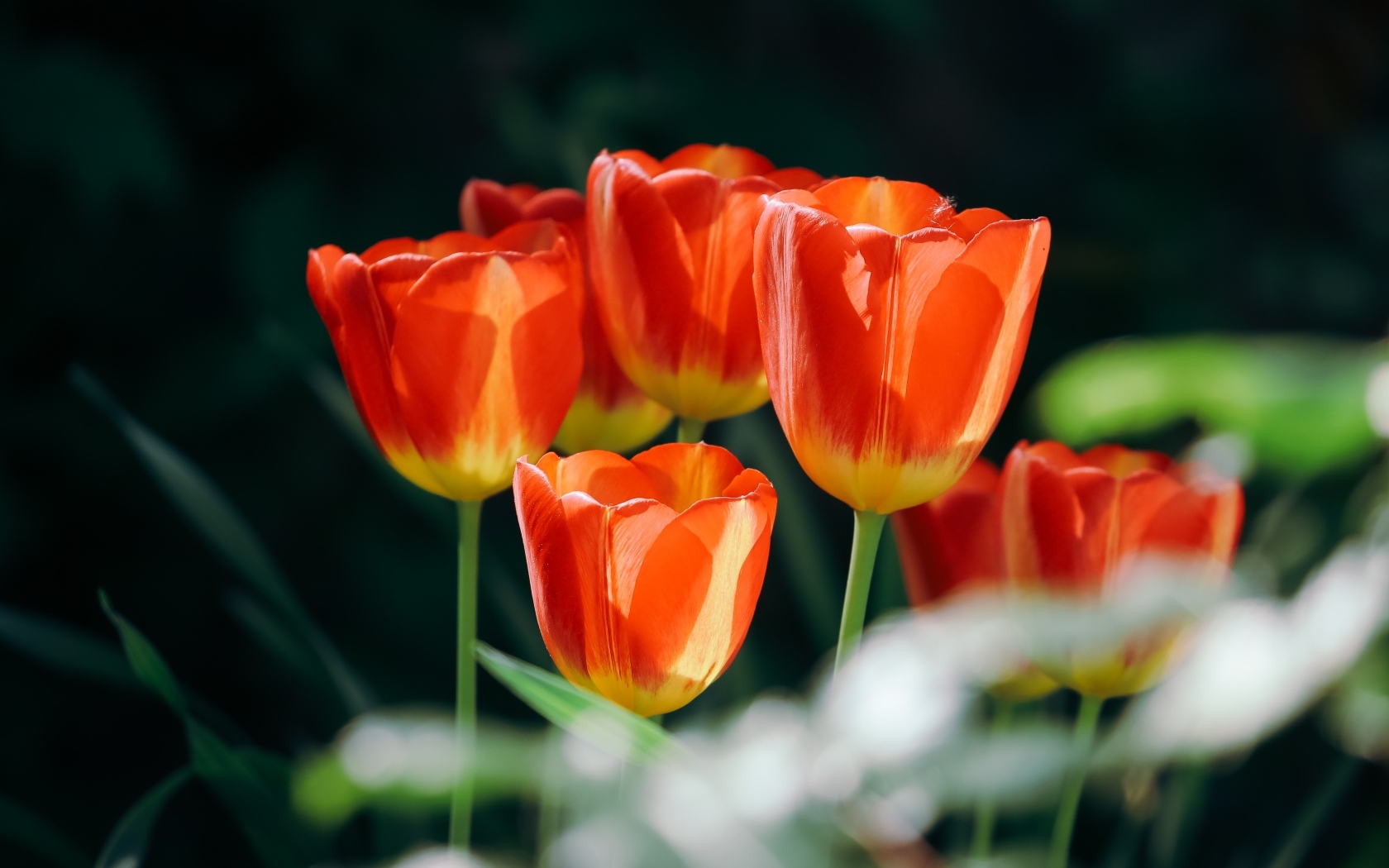 Красивые оранжевые весенние тюльпаны на клумбе