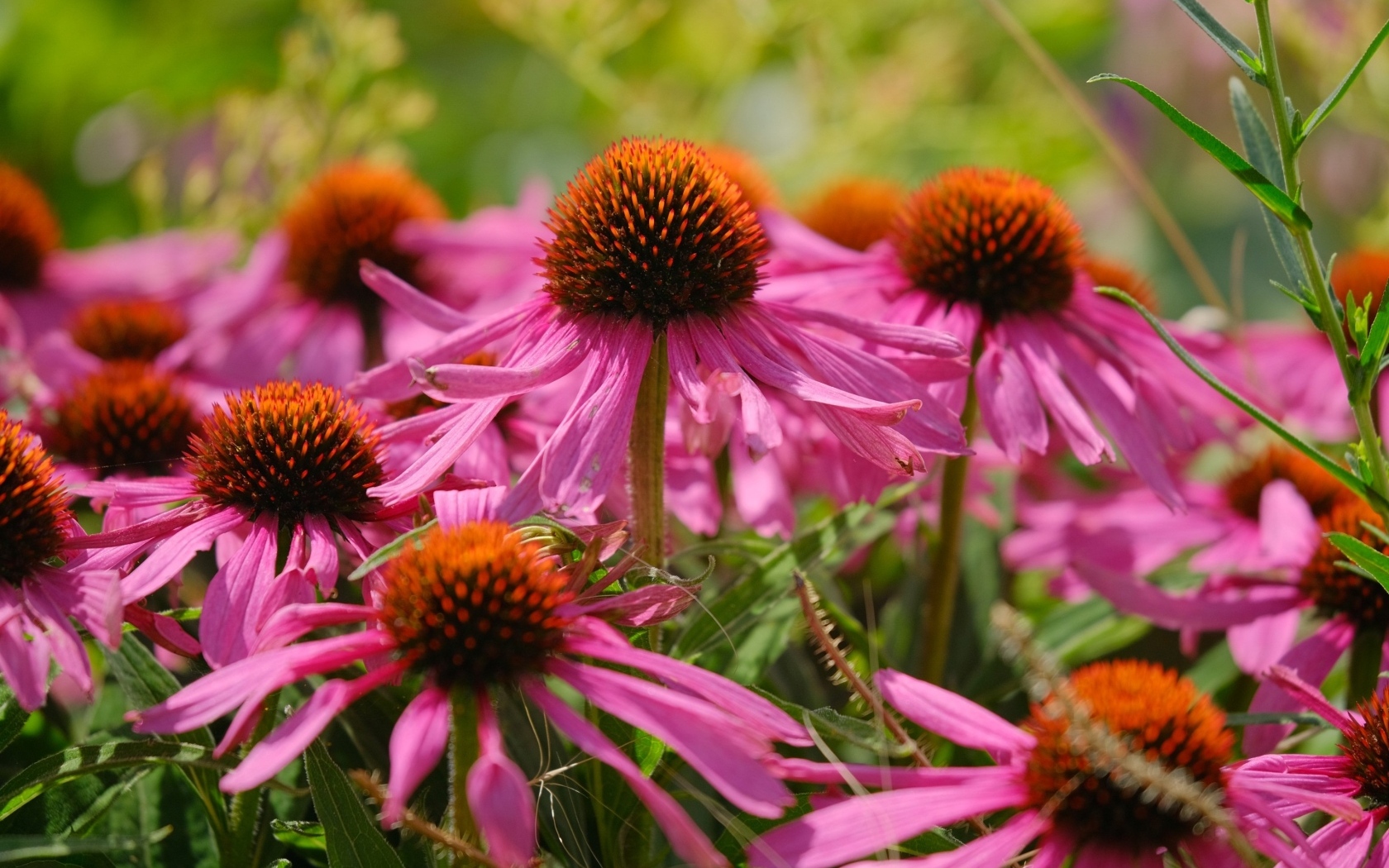 Красивые розовые цветы эхинацеи на клумбе