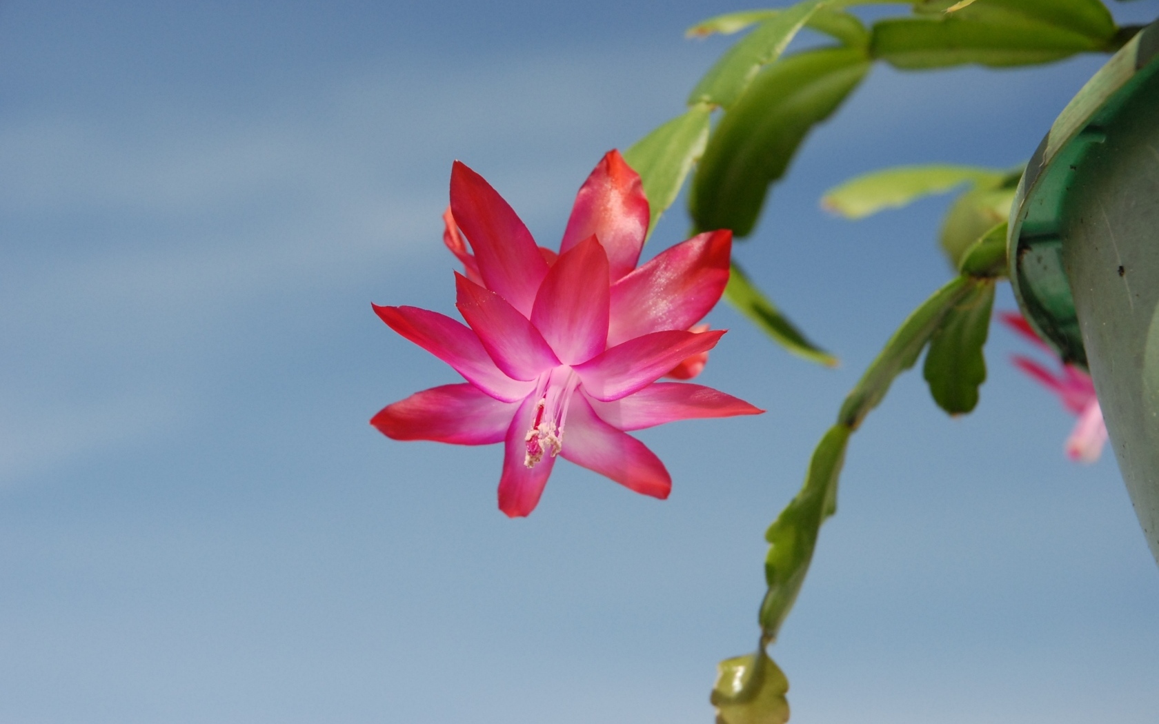 Красивый розовый цветок декабрист