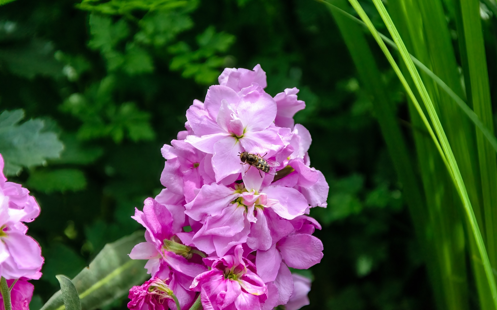 Красивый розовый садовый цветок