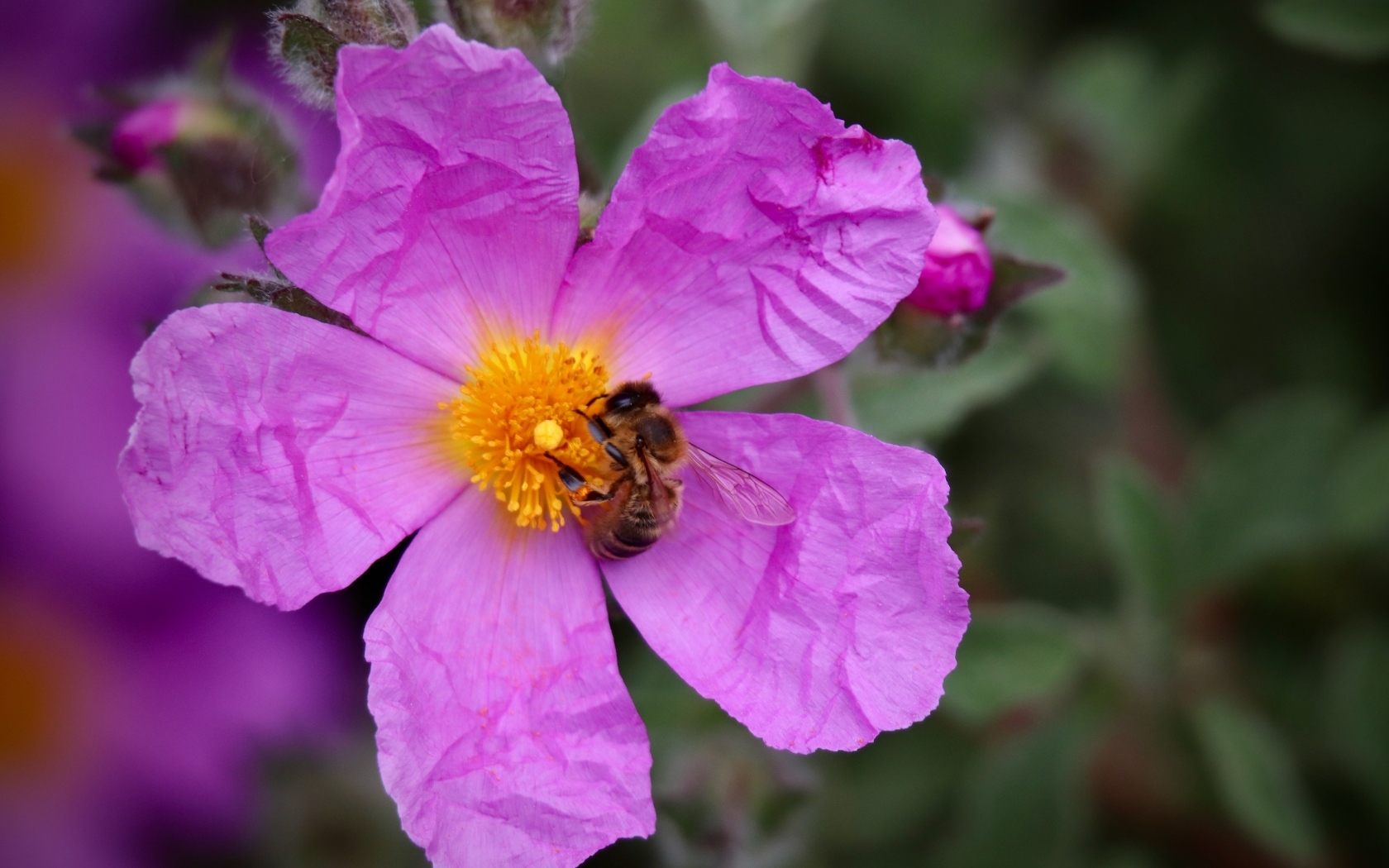 Красивый розовый садовый цветок с пчелой