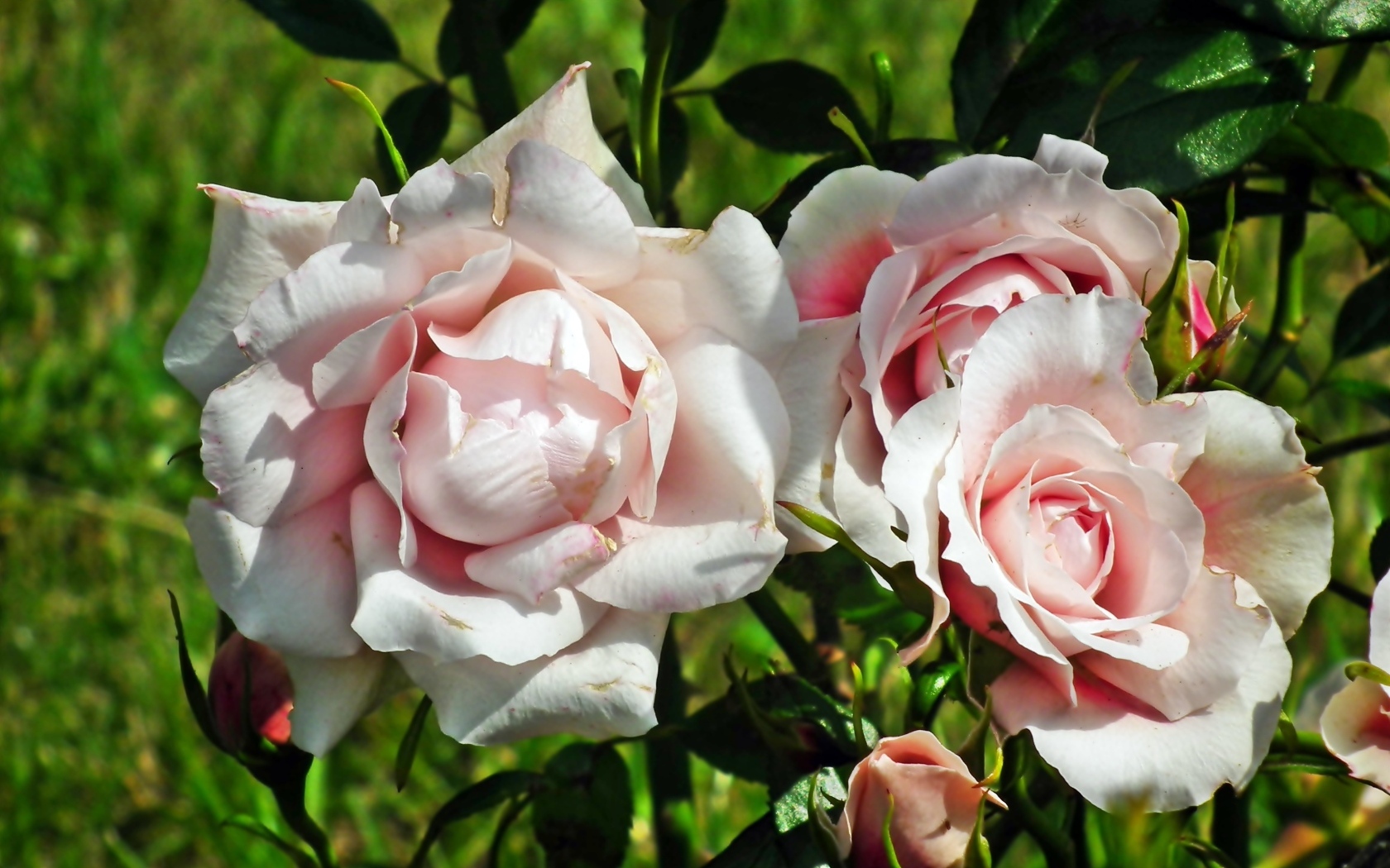 Красивые розовые парковые розы