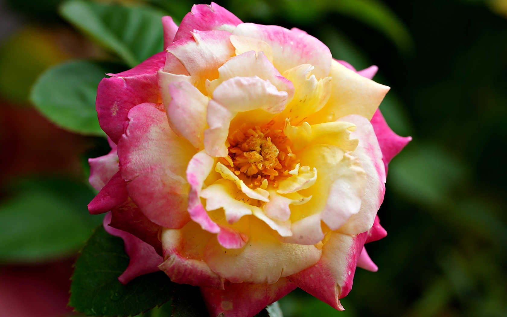 Красивая розовая роза с желтой серединкой близи