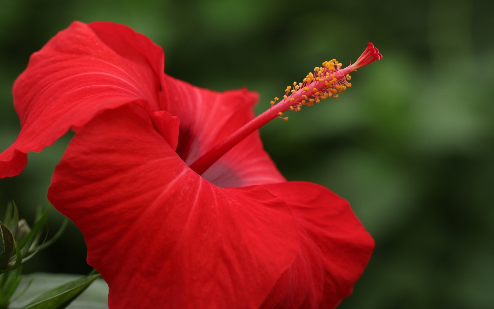 Красивый красный цветок гибискуса крупным планом