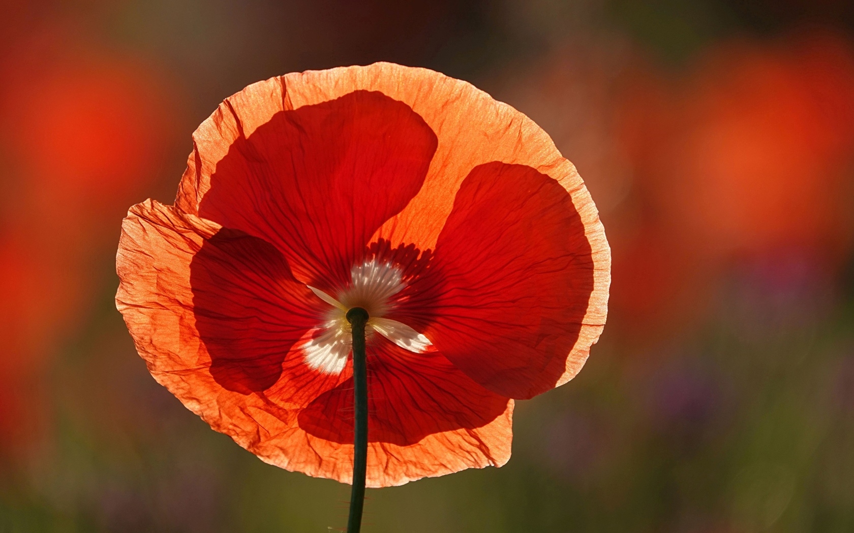 Красивый красный цветок мака в лучах солнца