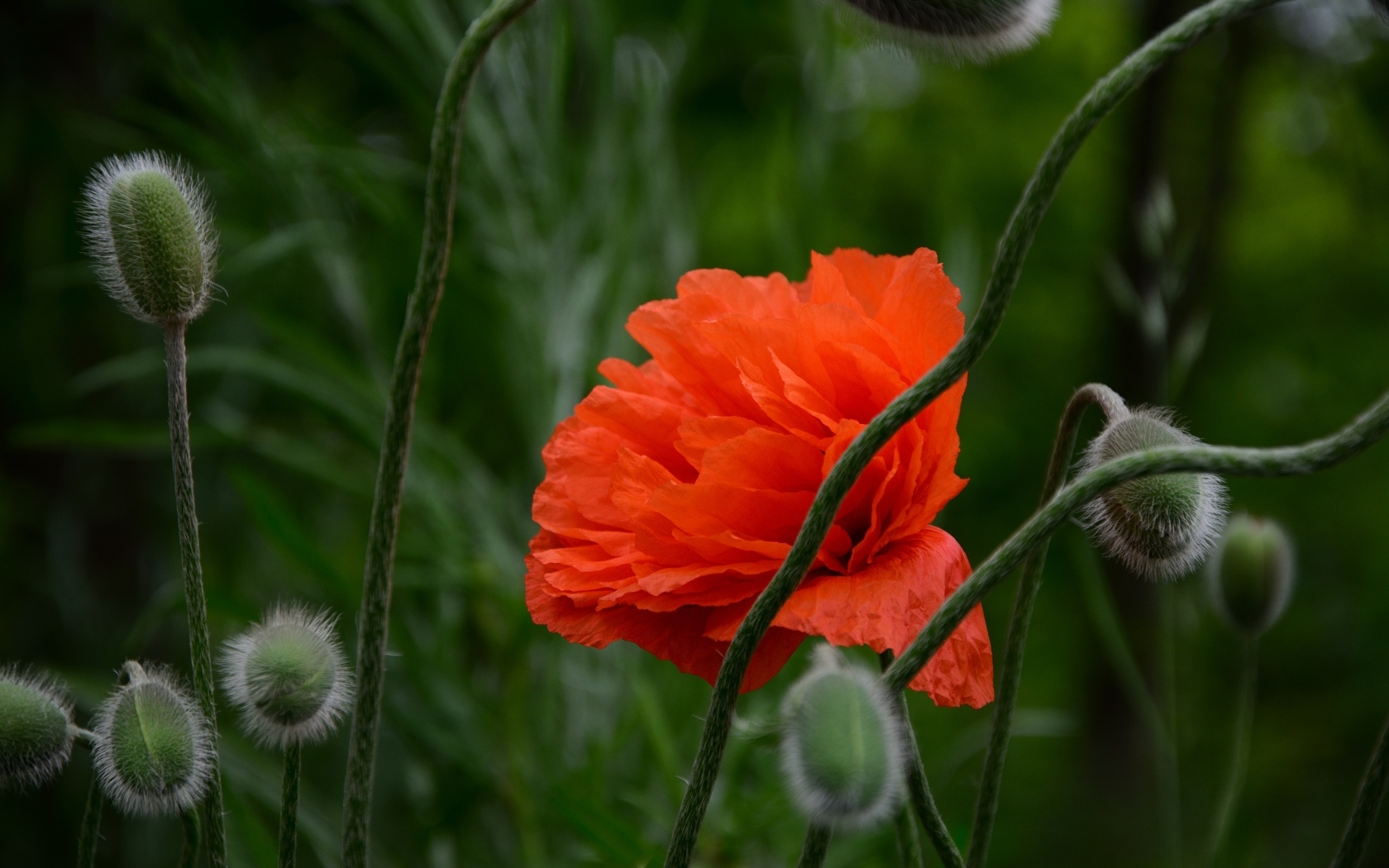 Красивый красный мак с бутонами крупным планом