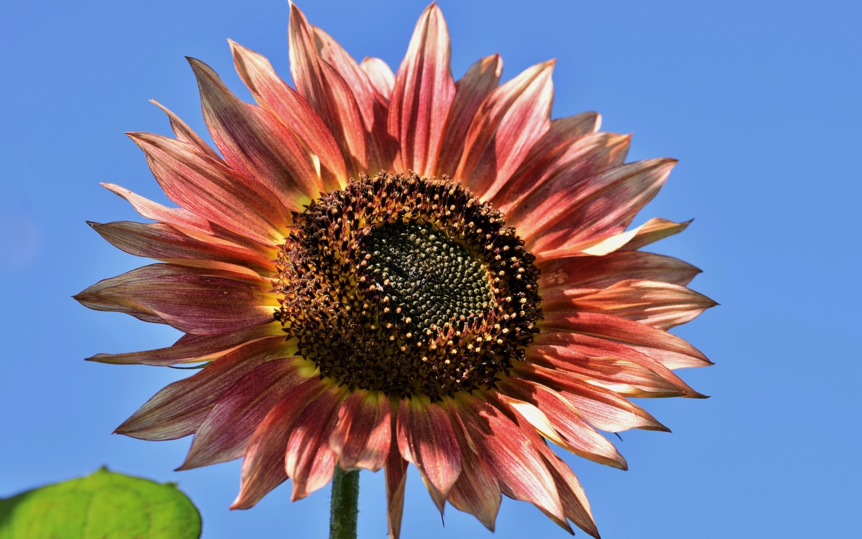 Красивый красный подсолнух на голубом фоне