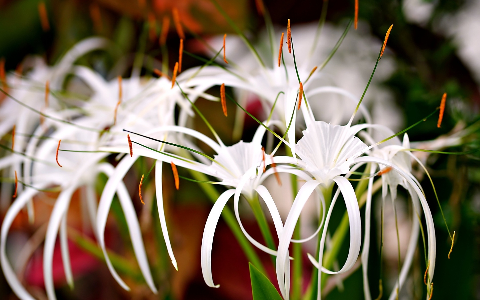 Красивые необычные белые лилии