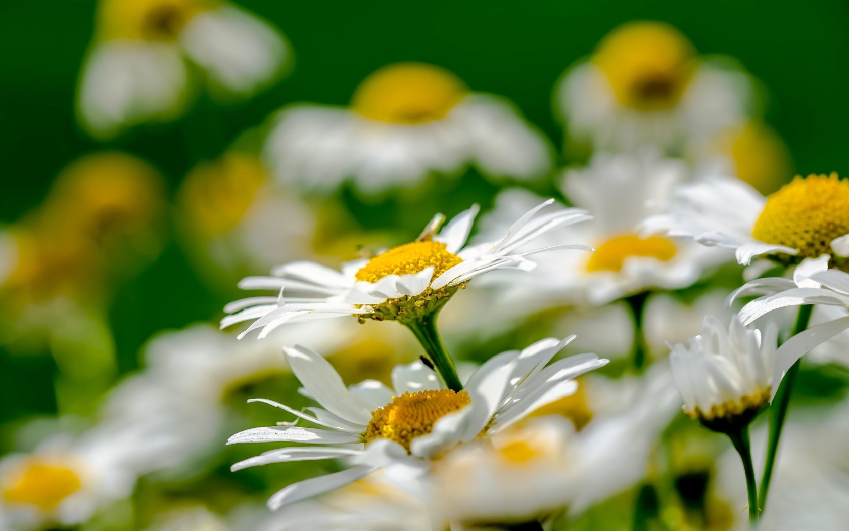 Красивые белые ромашки с желтой серединкой