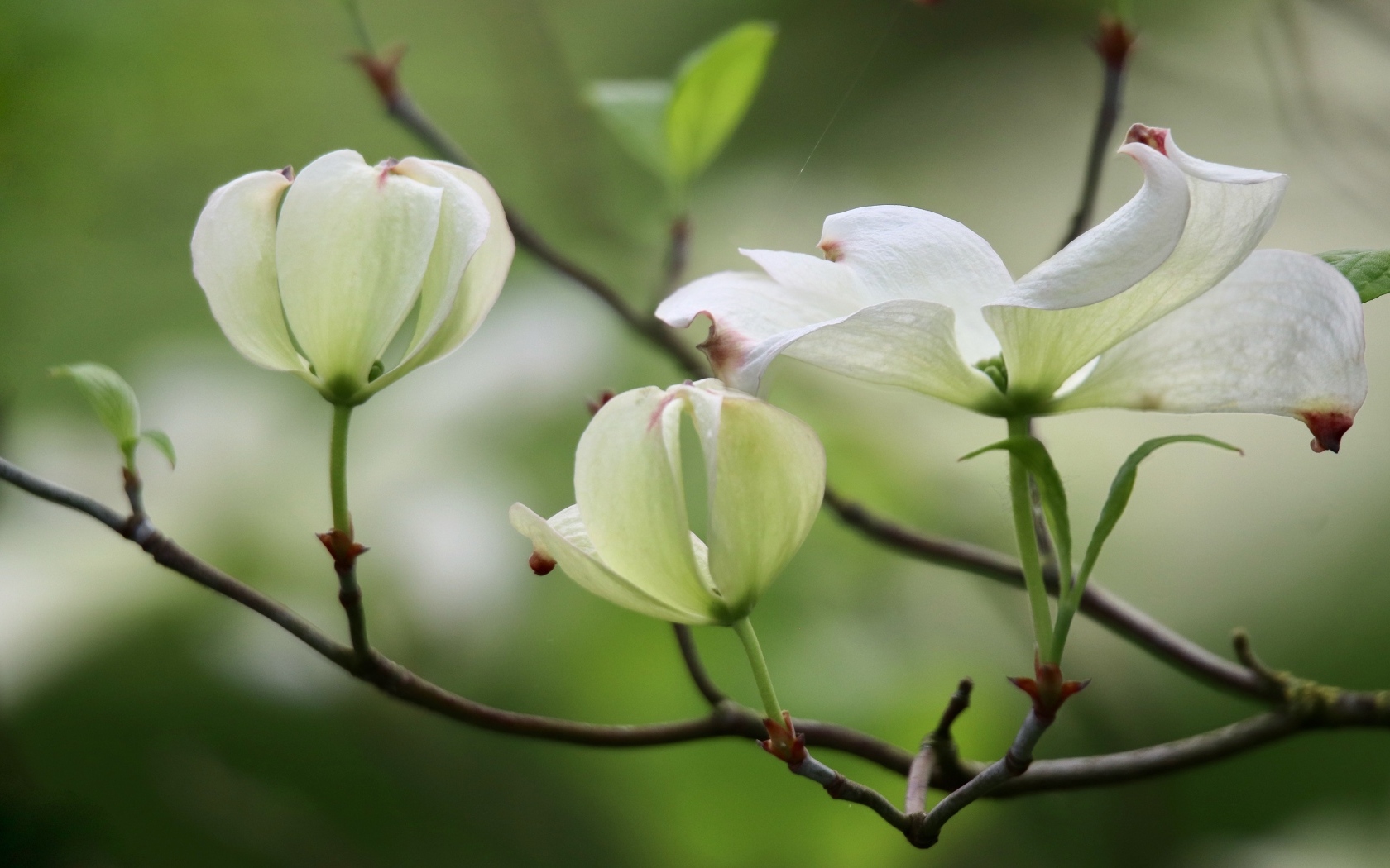 Красивые белые цветы кизила на ветке