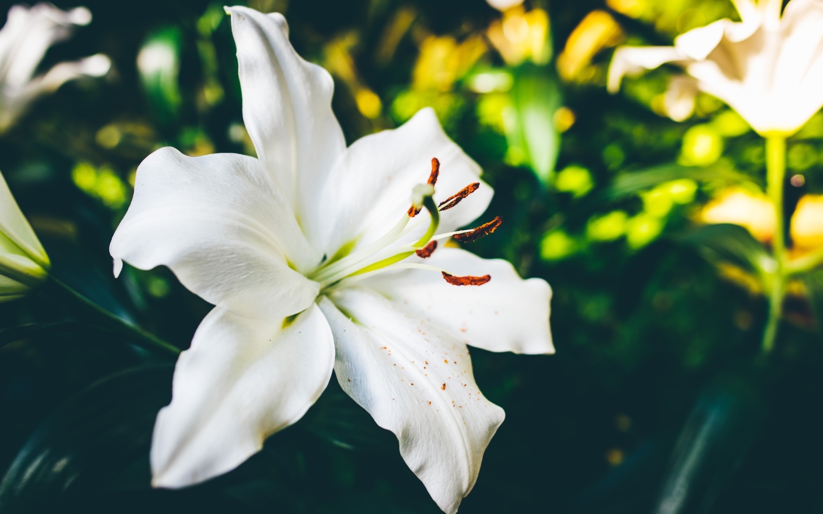 Красивый белый цветок лилии крупным планом