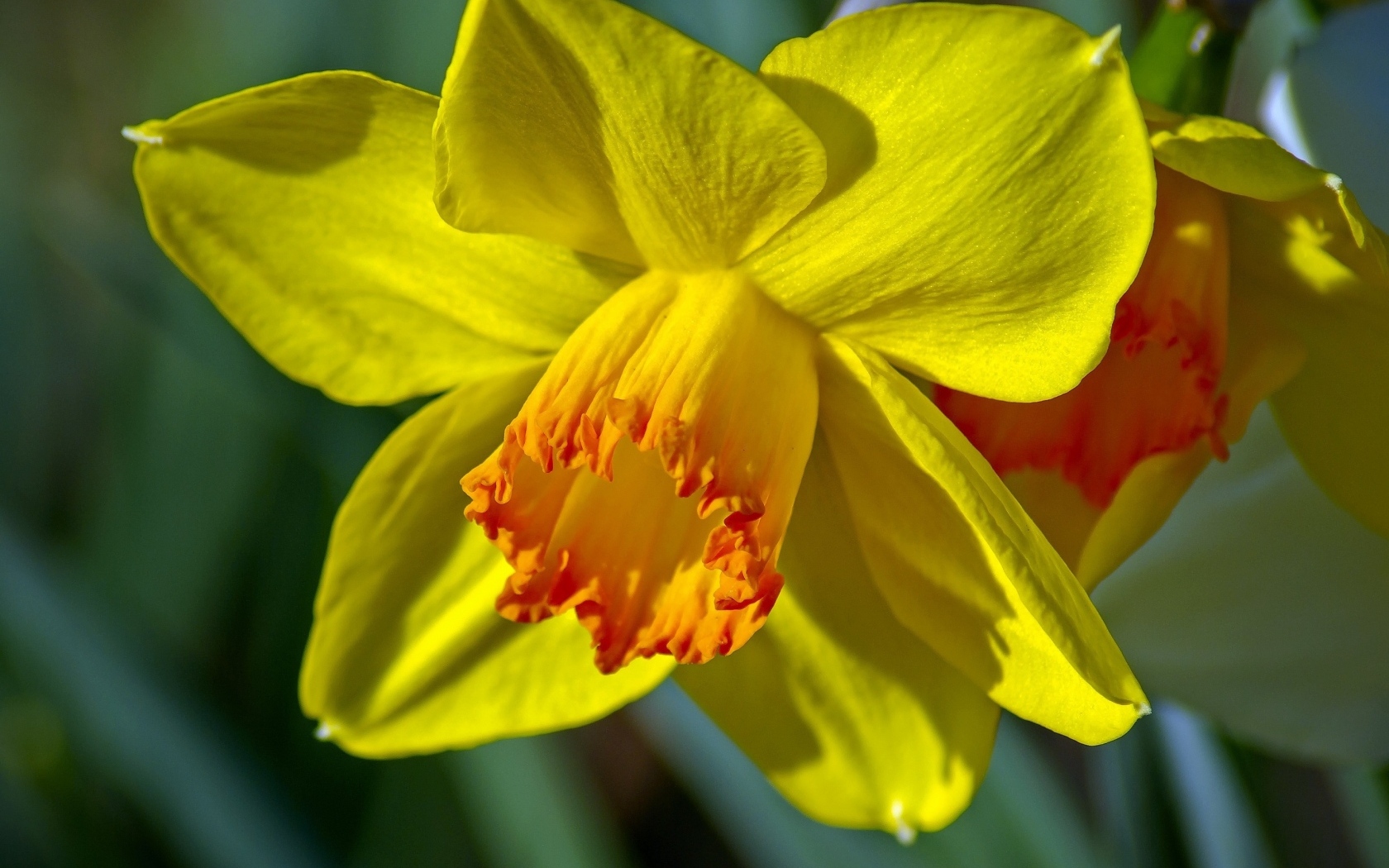 Красивый желтый цветок нарцисса крупным планом