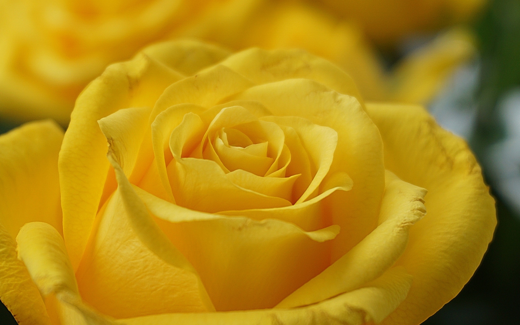 Красивая желтая роза вблизи