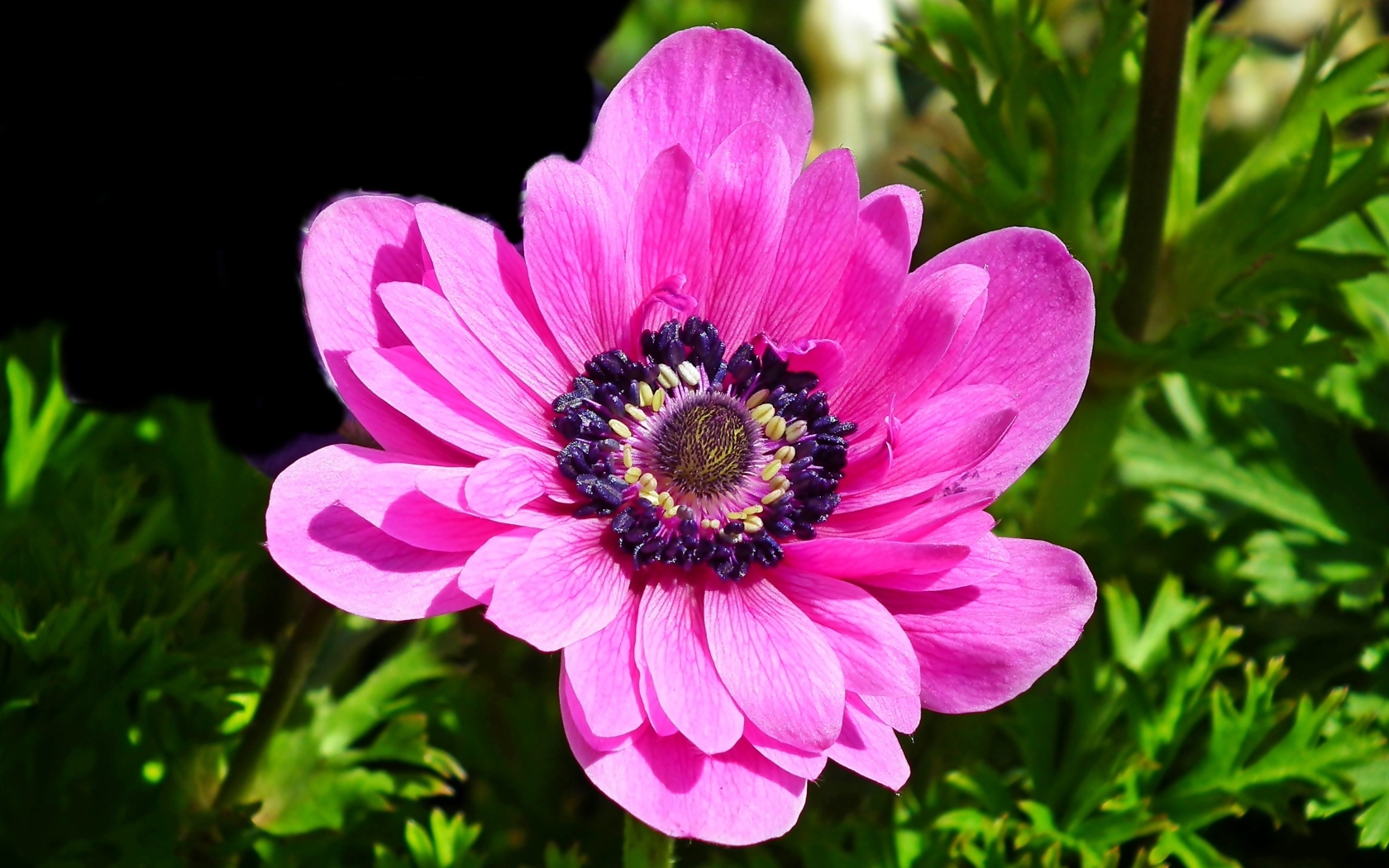 Большой розовый цветок анемоны крупным планом