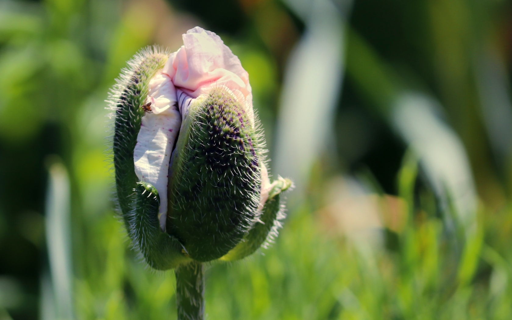 Распускающийся розовый цветок мака