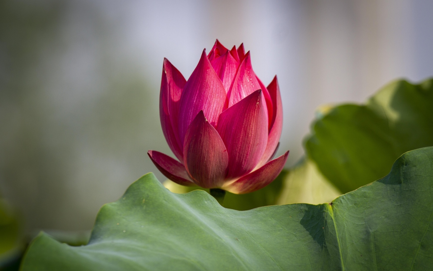 Распускающийся красный цветок лотоса с зелеными листьями