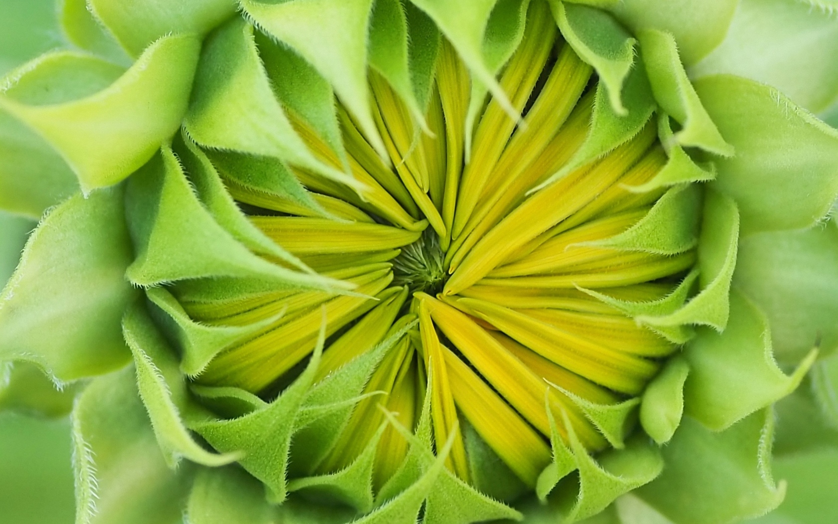 Распускающийся цветок подсолнуха