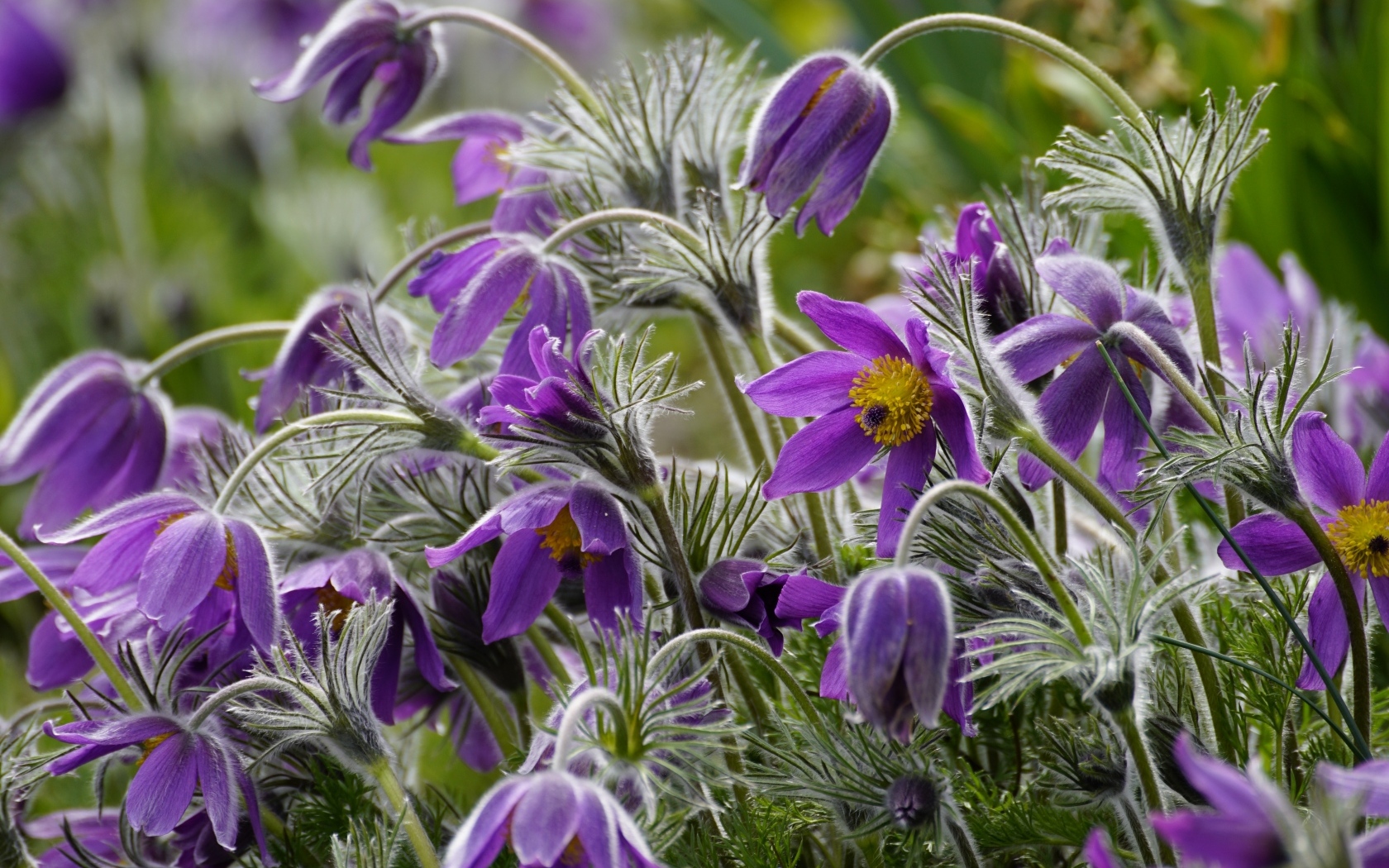 Синие цветы полевого прострела