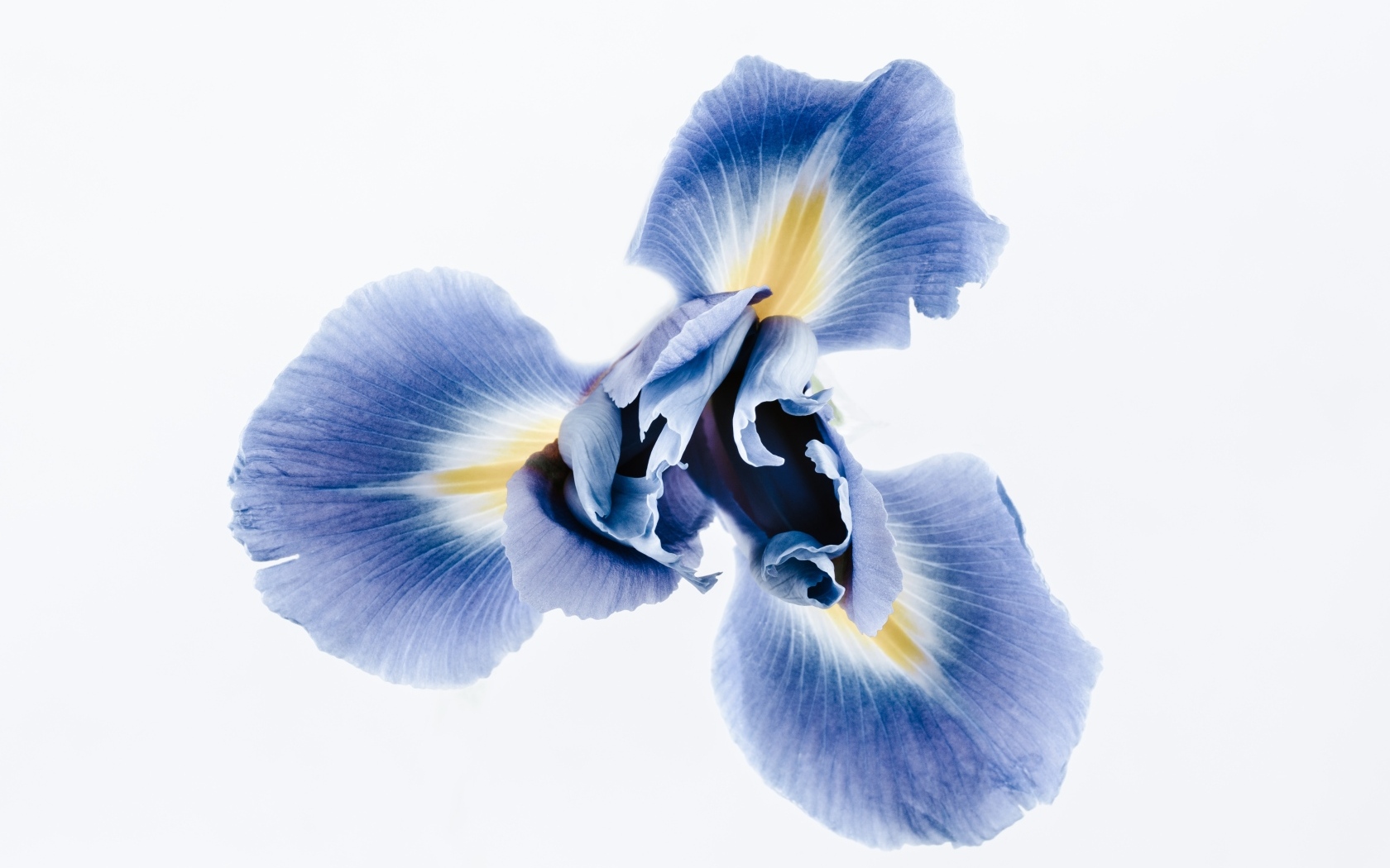 Синий цветок ириса на сером фоне