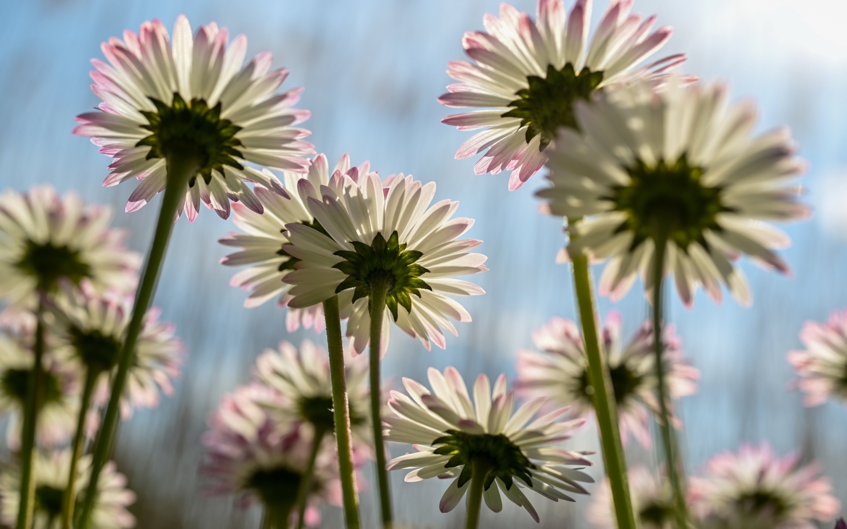 Вид снизу на маленькие цветы маргаритки