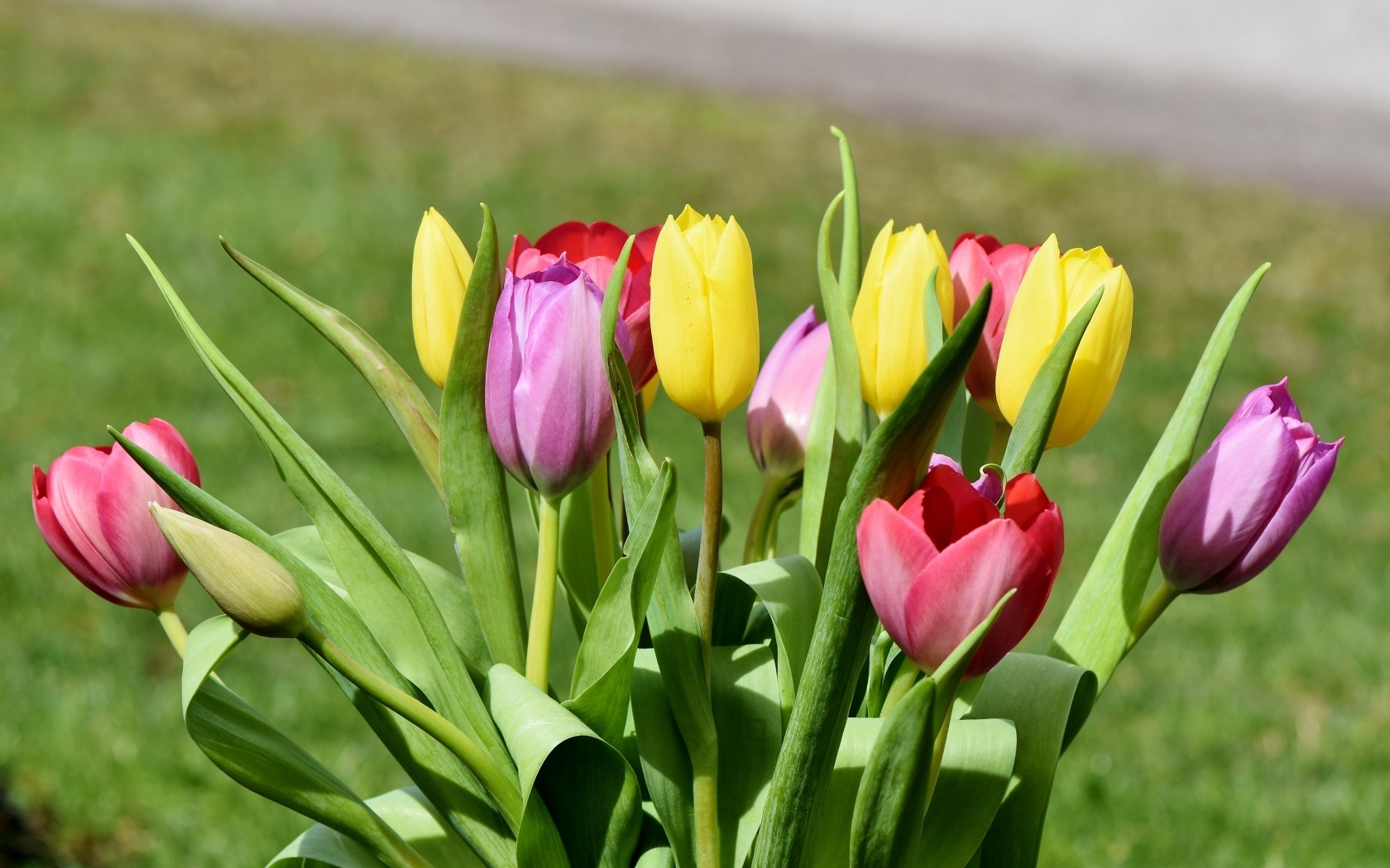 Букет свежих разноцветных тюльпанов