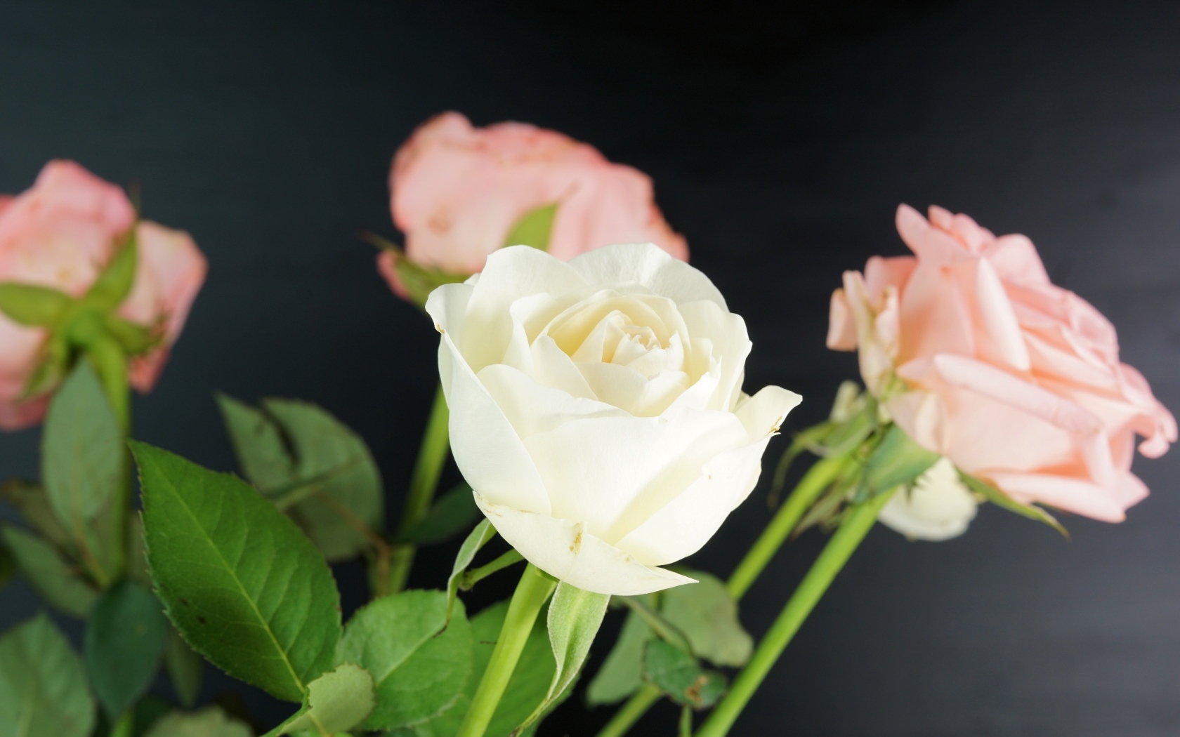 Букет розовых и белых роз на сером фоне